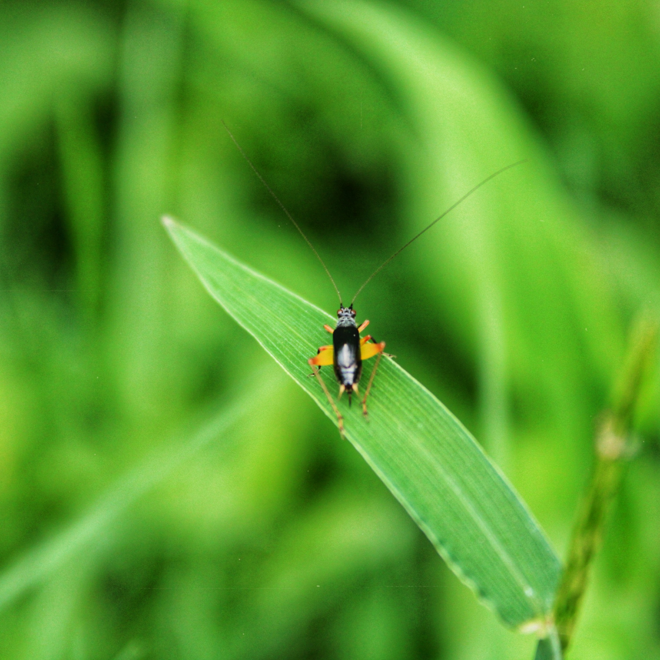 Insect on a Leaf on Focus