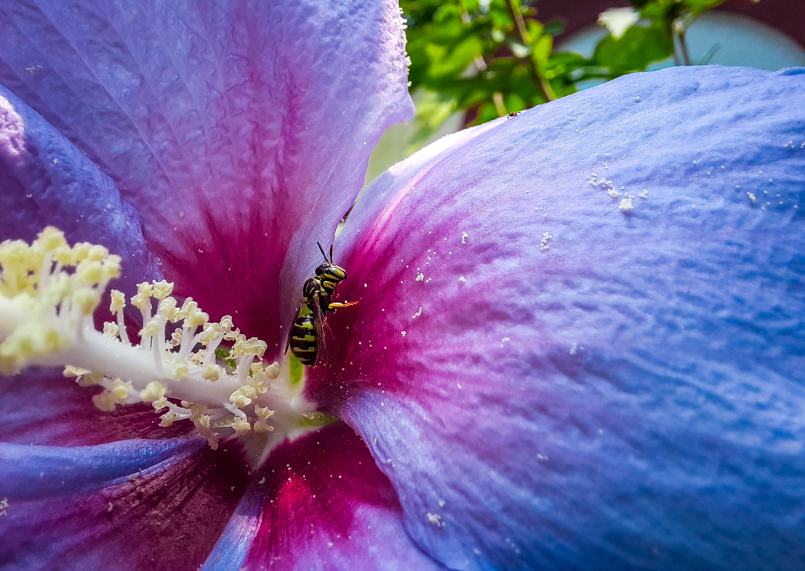 Insect on a flower