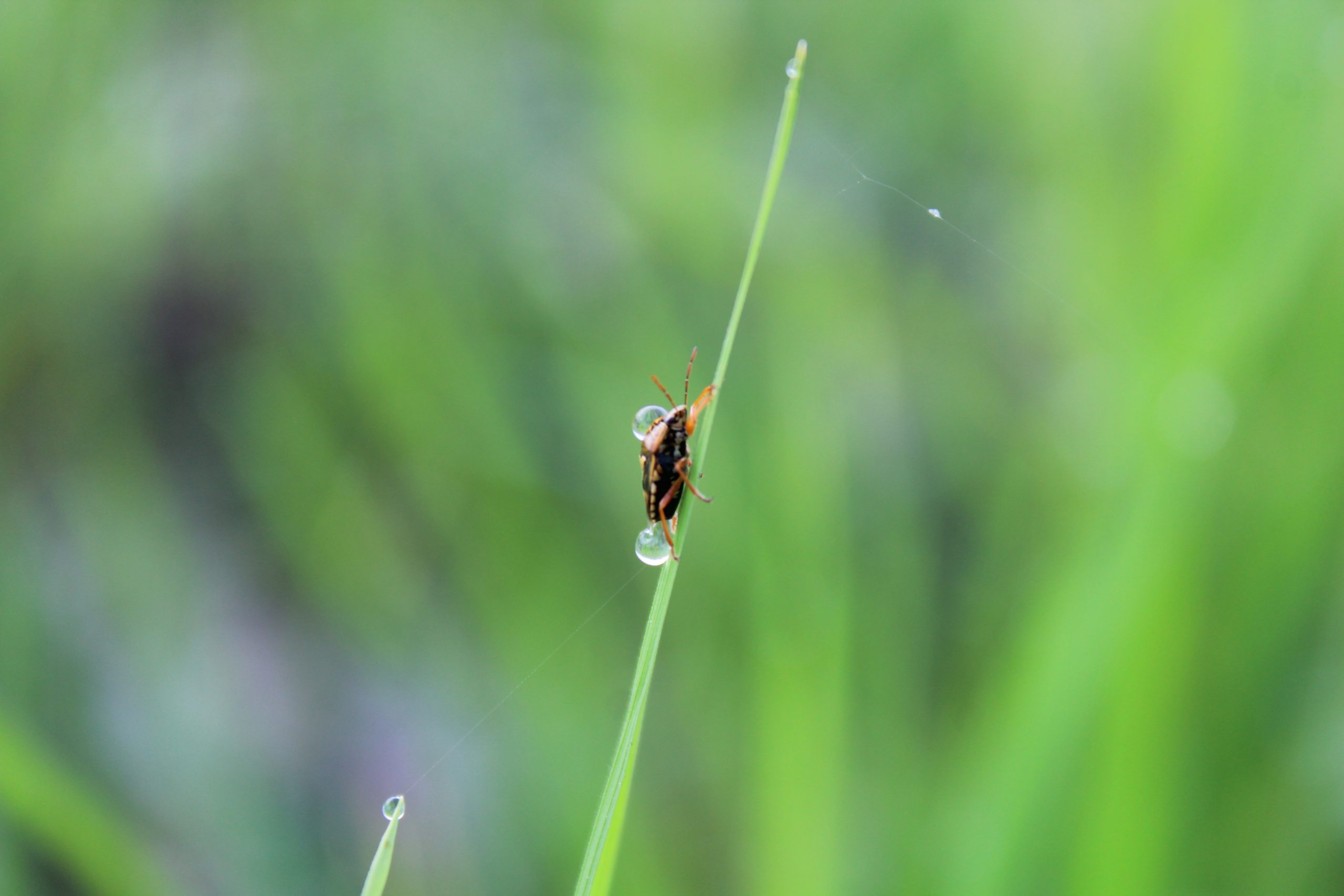Insect on a grass straw