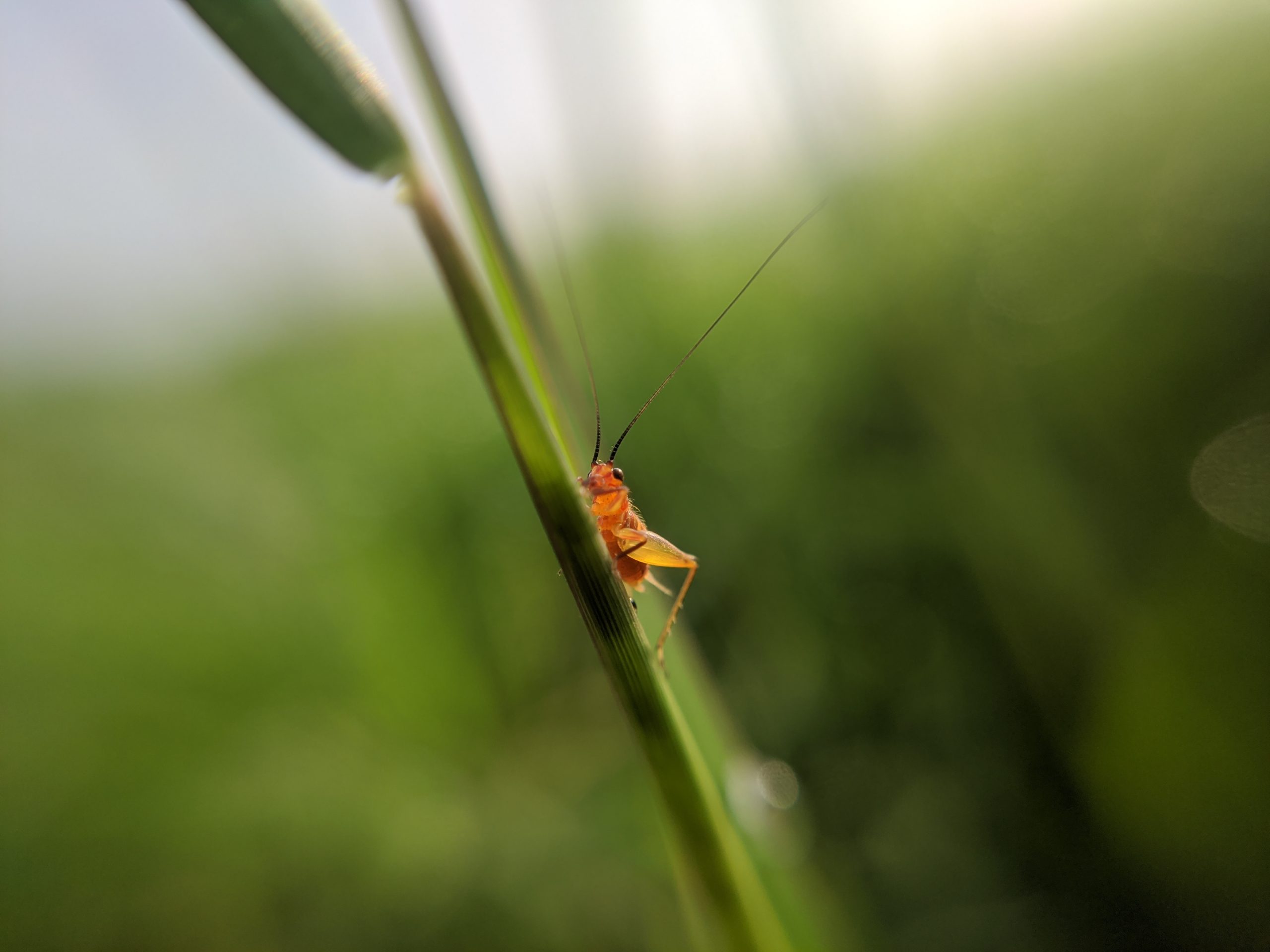 Insect on a plant stem