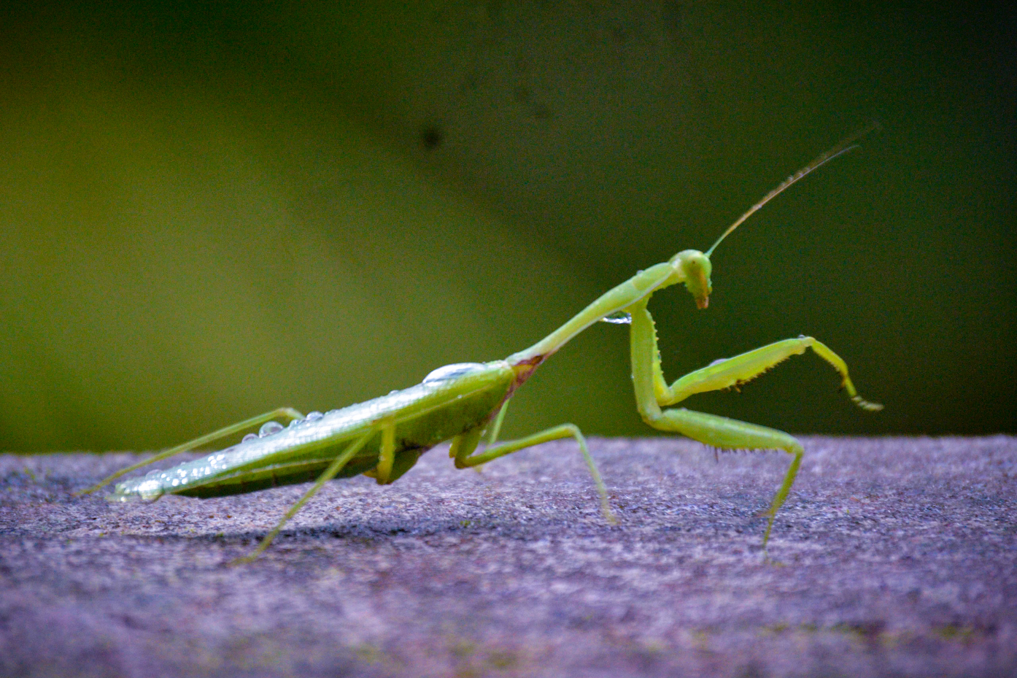 mantidae insect