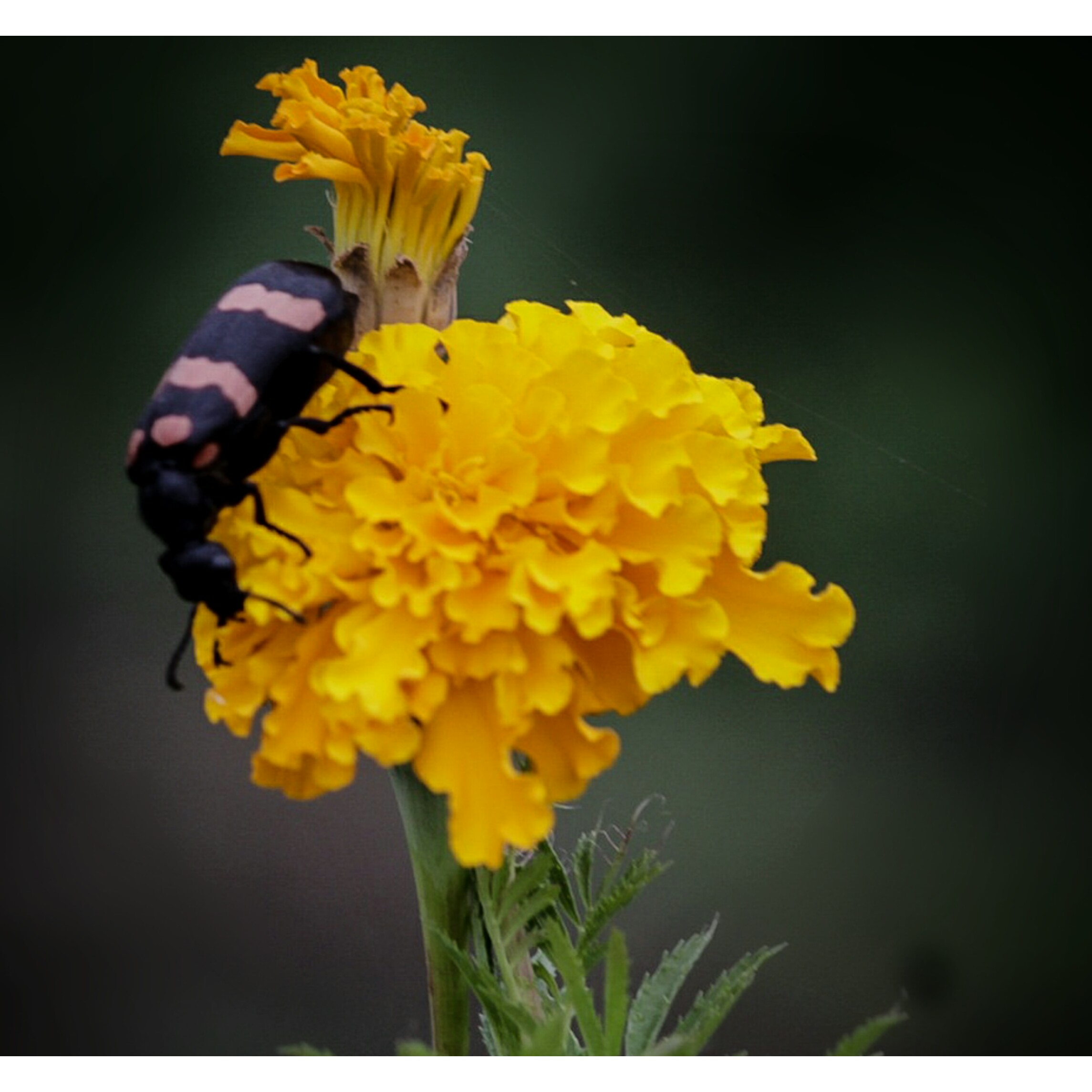Insect on a marigold flower