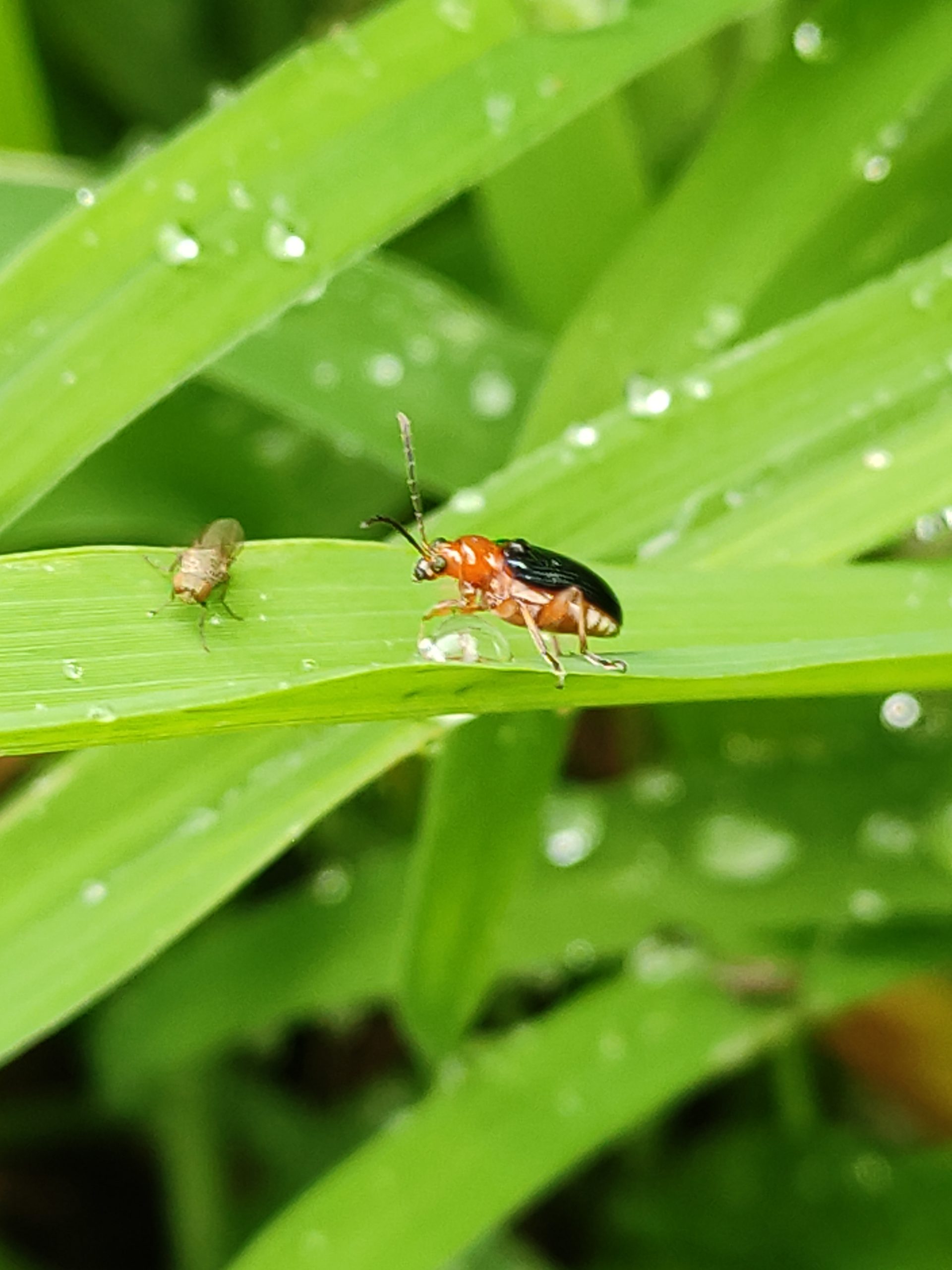 Insects in the leaf