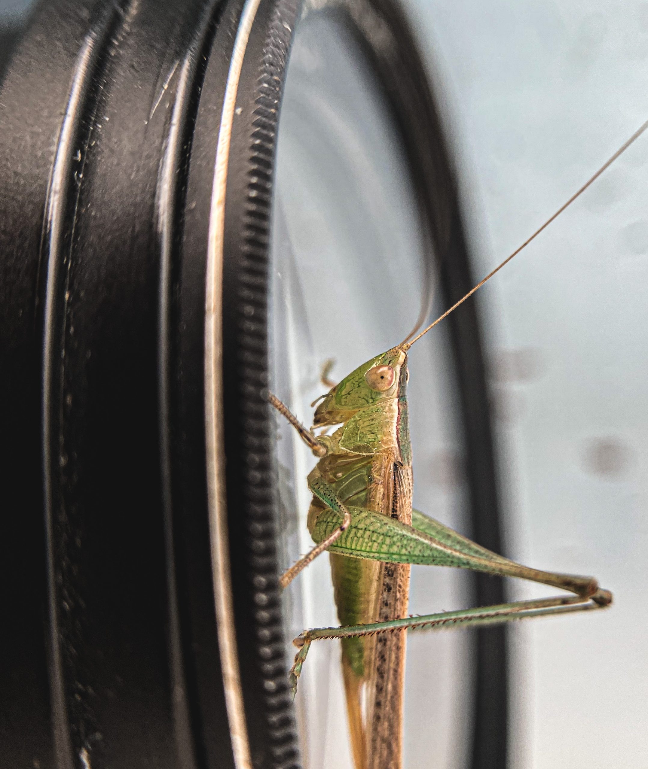 Grasshopper on a clock.