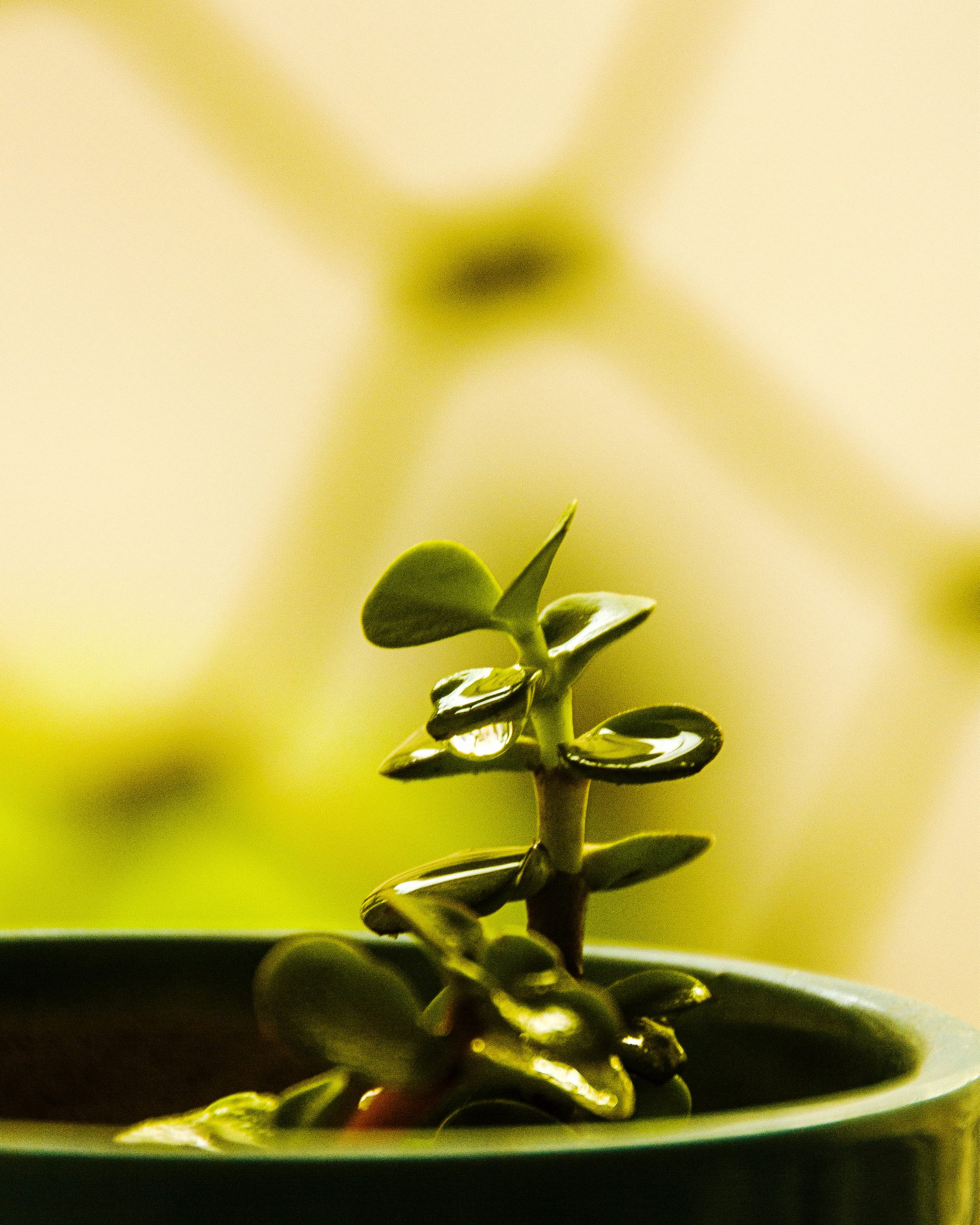 Jade Plant on focus