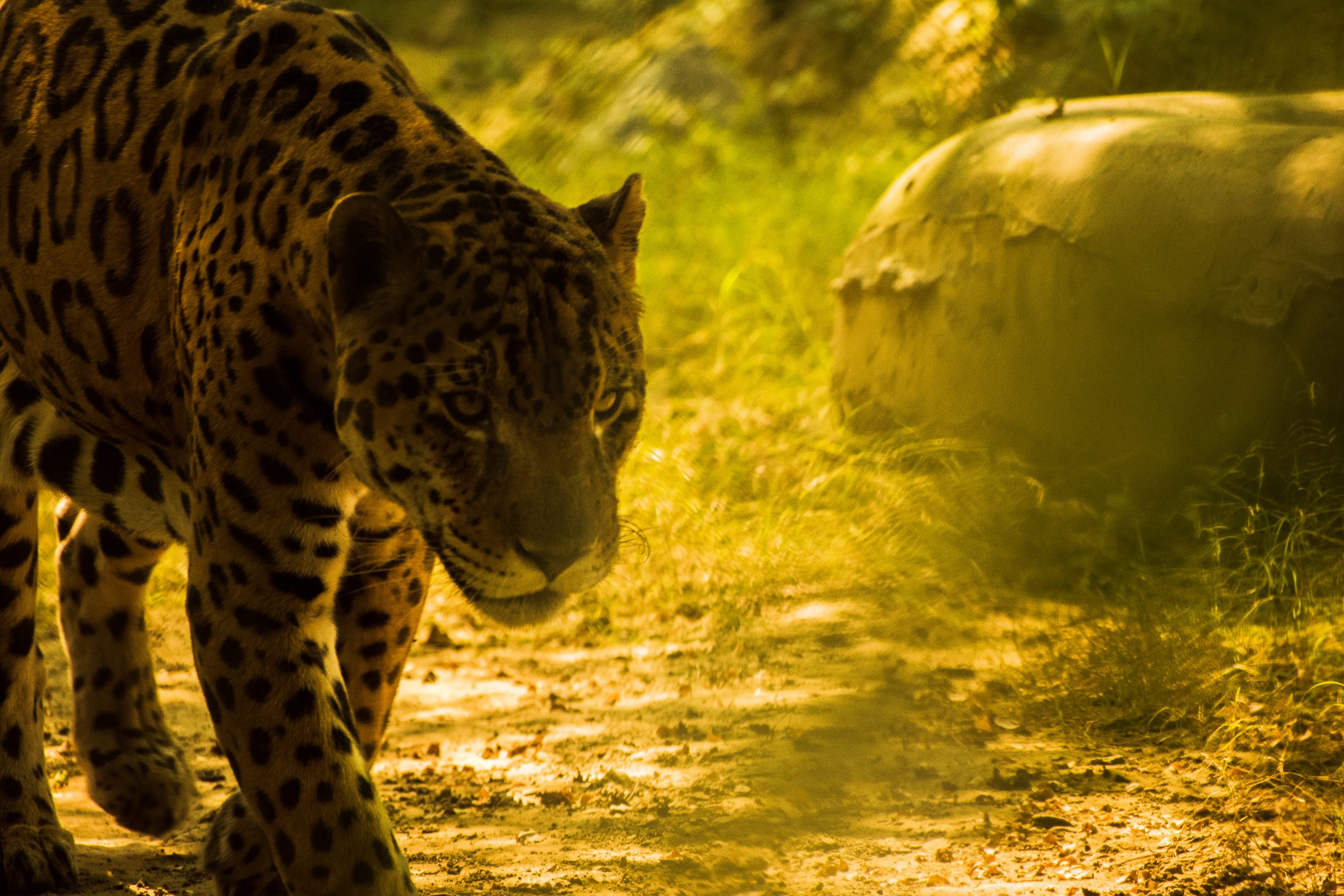 Jaguar on the prowl