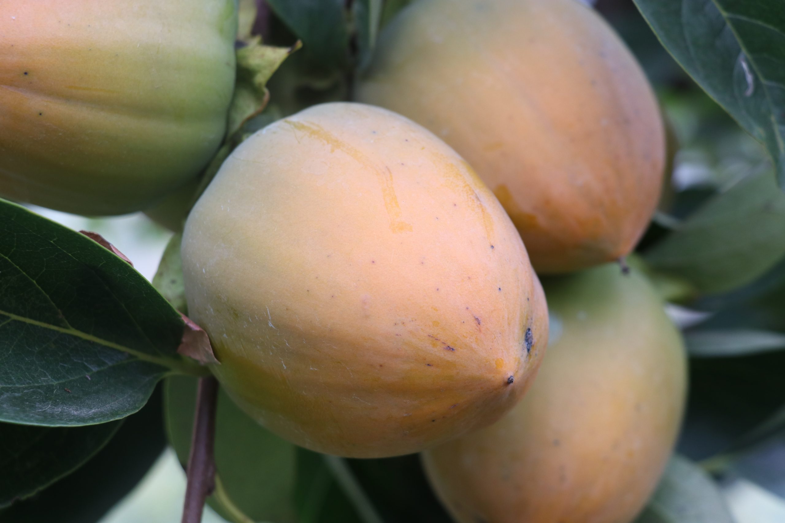 Japanese fruits