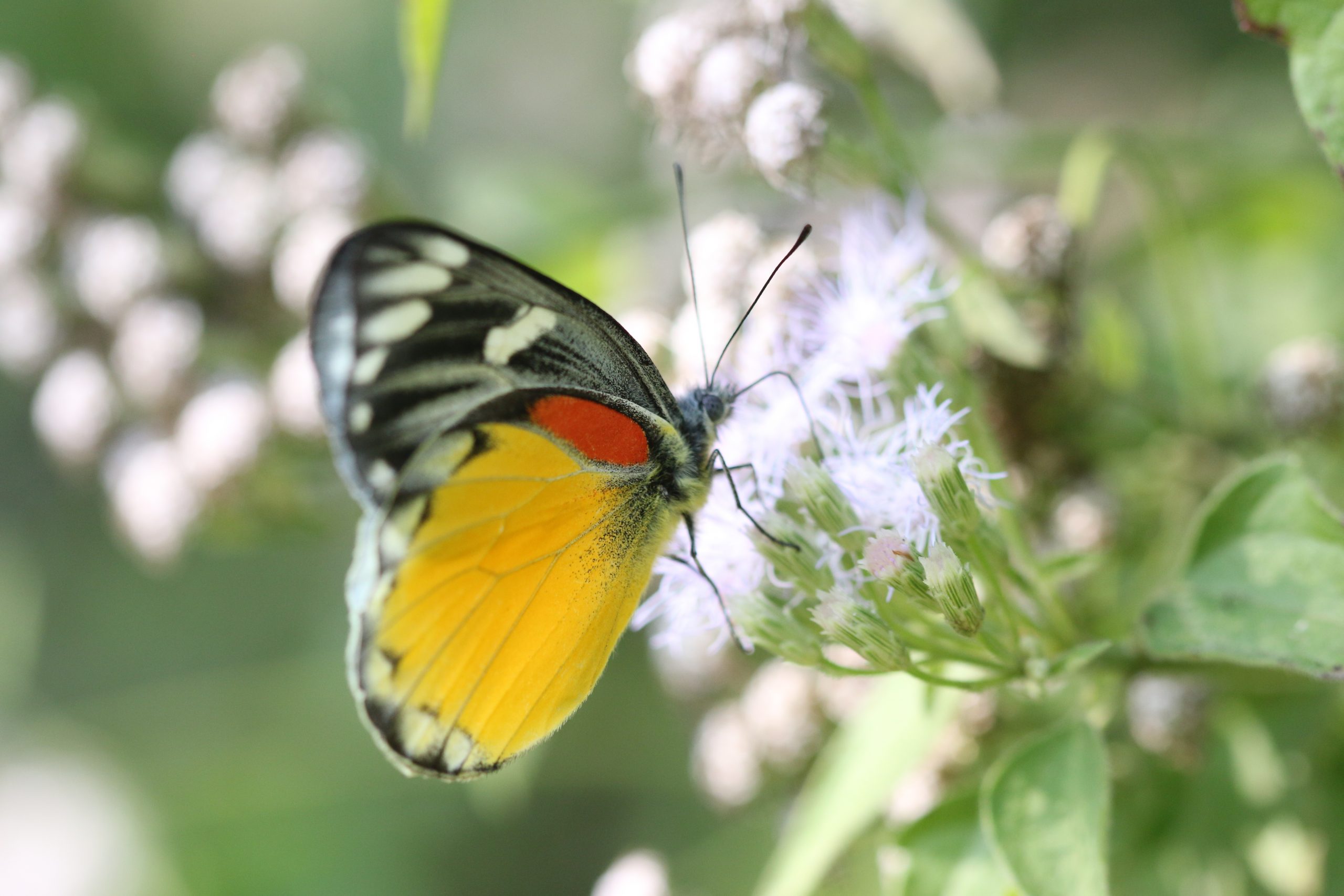 Jezebel butterfly on wildflower