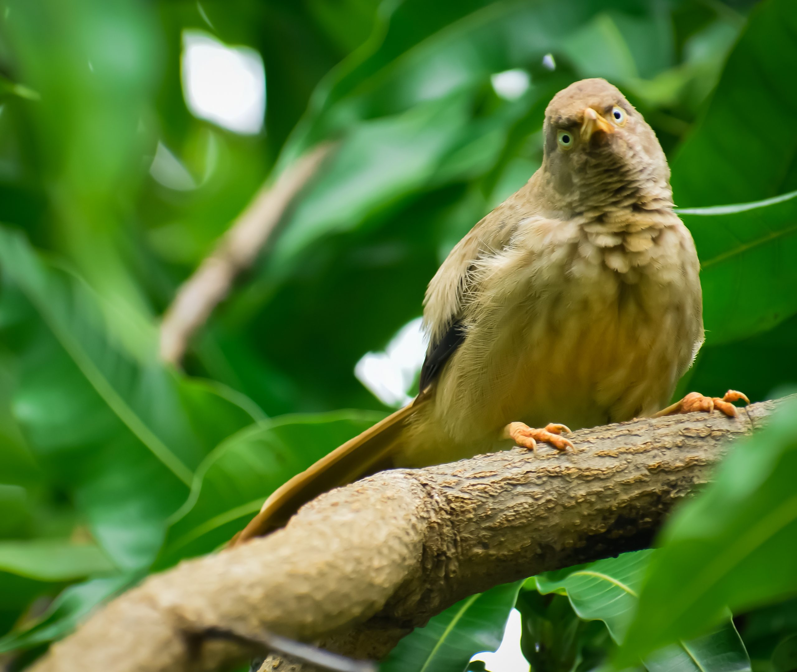 Jungle Babbler sitting on the Branch of Tree