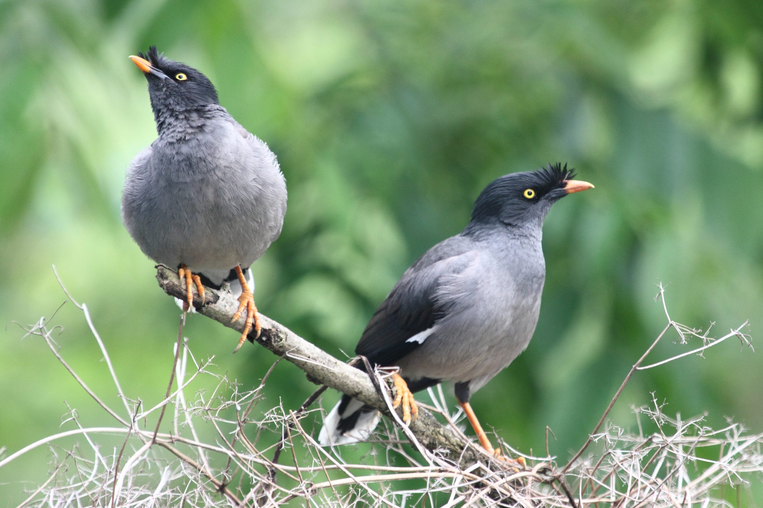 Jungle Myna