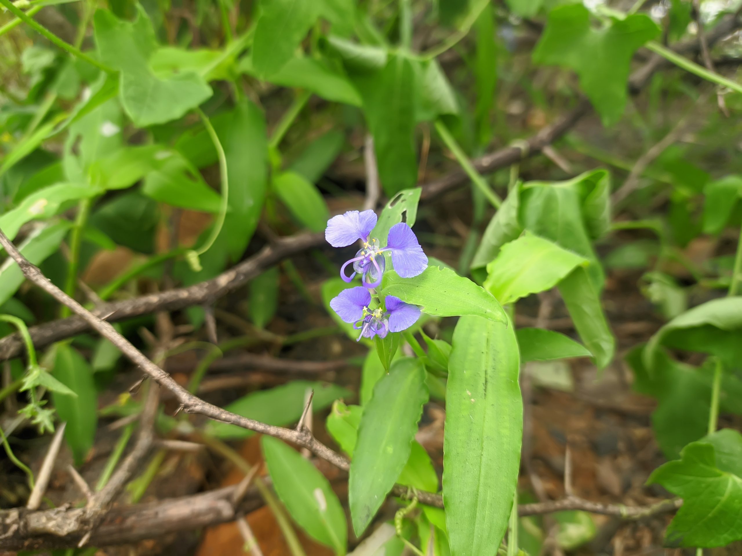 Jungle Violet Flower