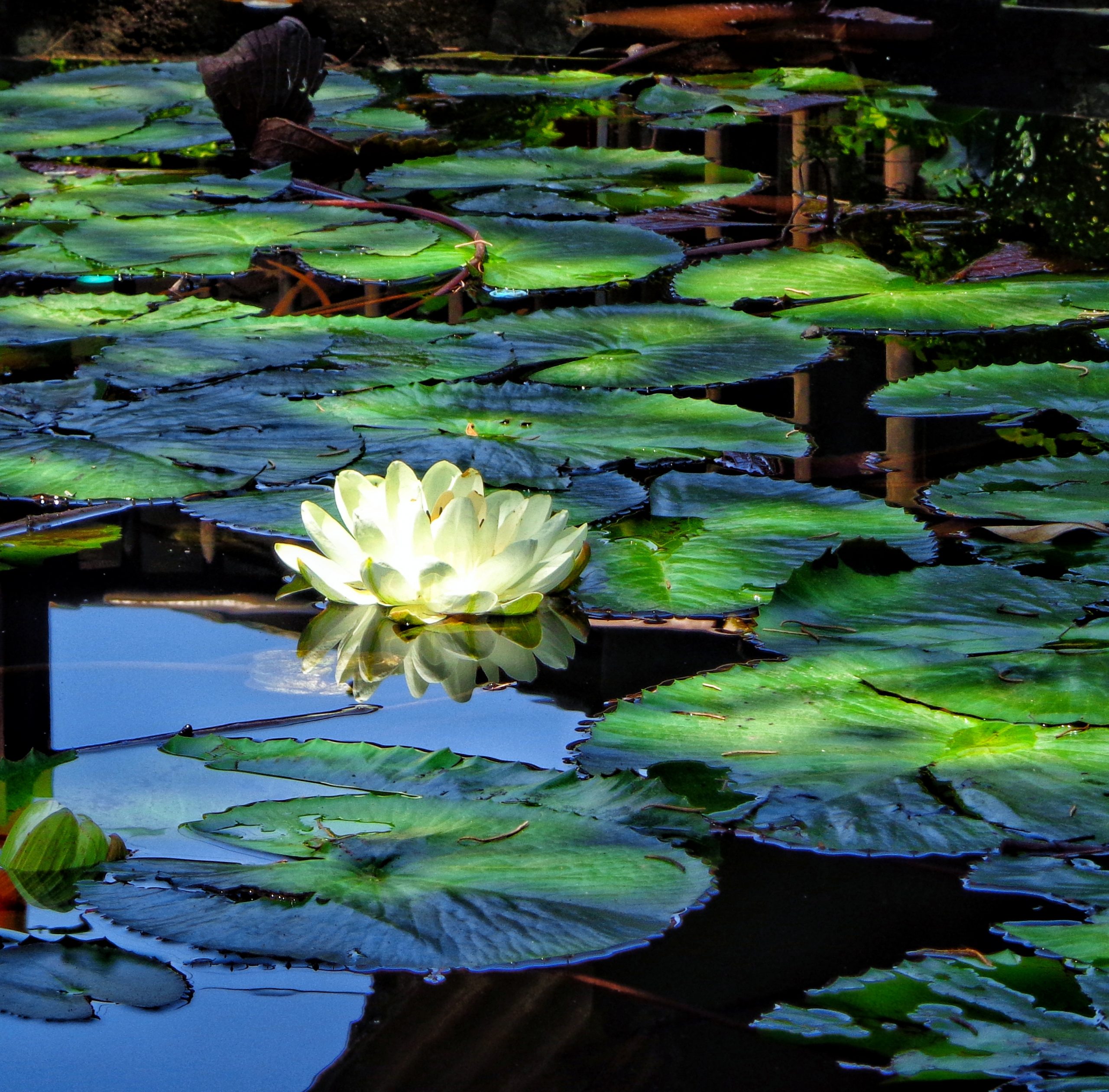 Lotus Flower in the Pond