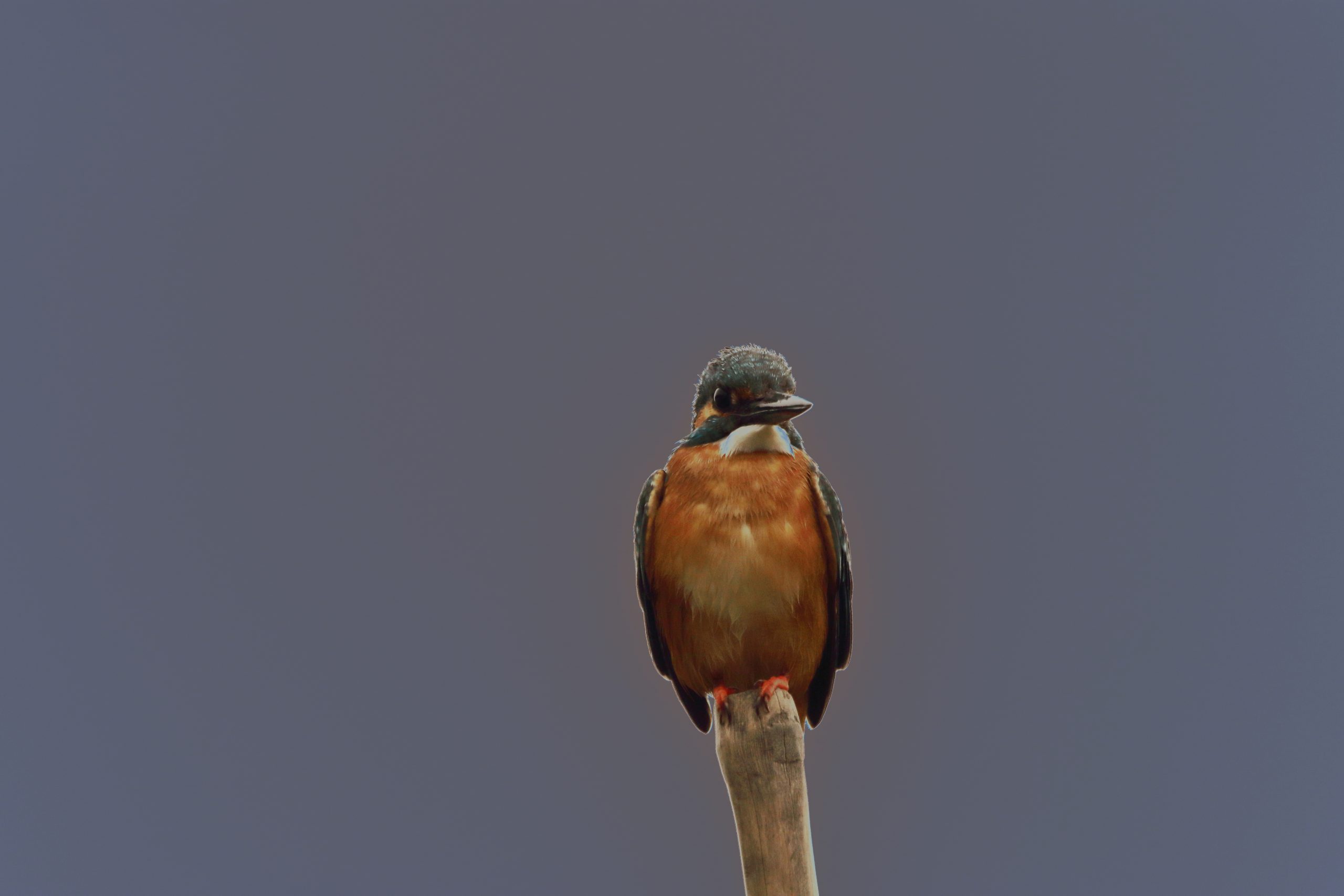 A common Kingfisher sitting on a twig.