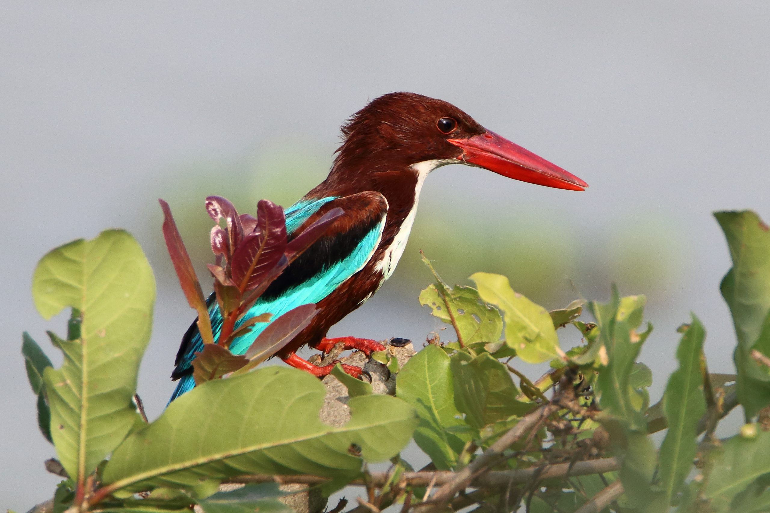 Kingfisher Bird