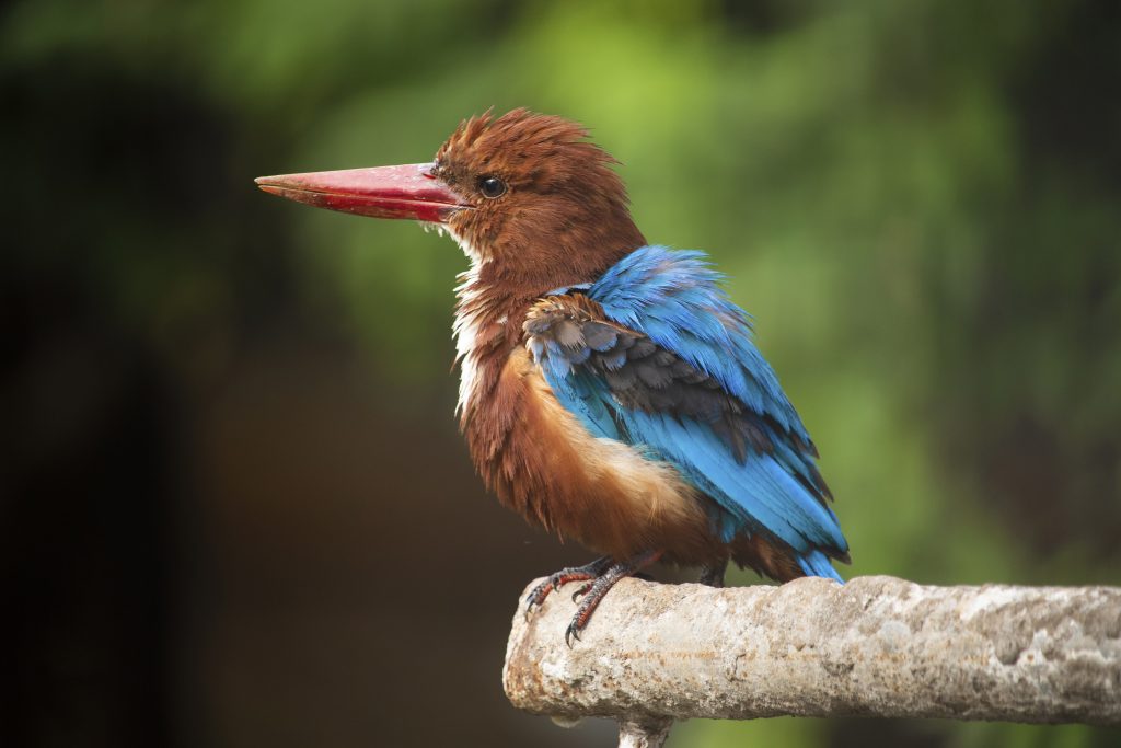 Kingfisher Closeup PixaHive