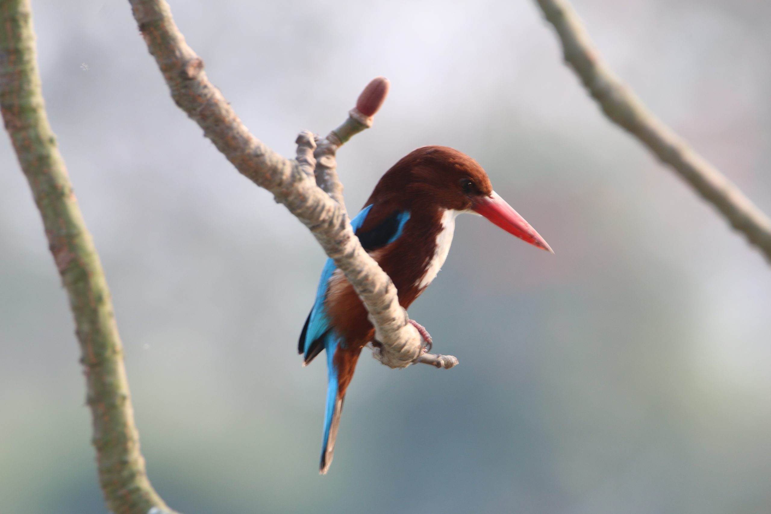 Kingfisher sitting on stem