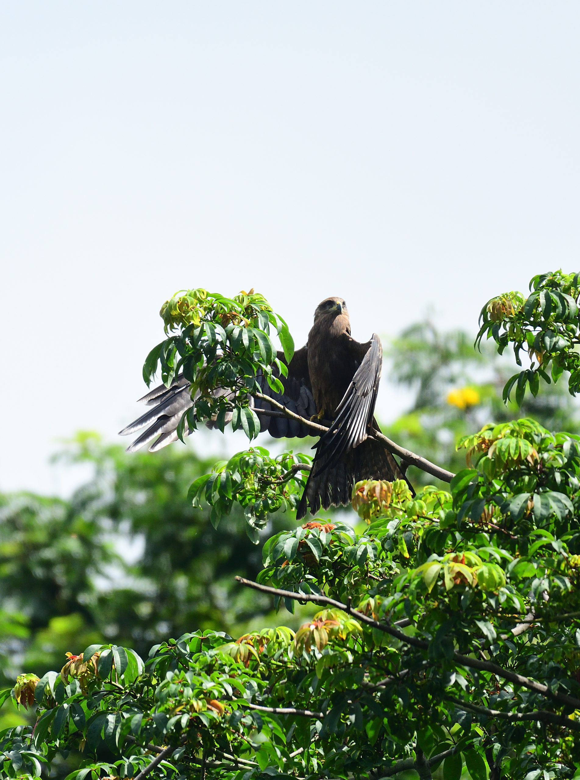 Kite bird sitting on a branch