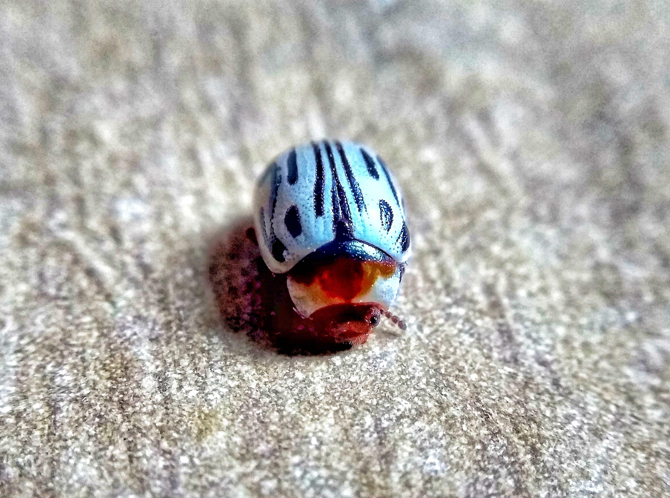 Lady Bug on focus