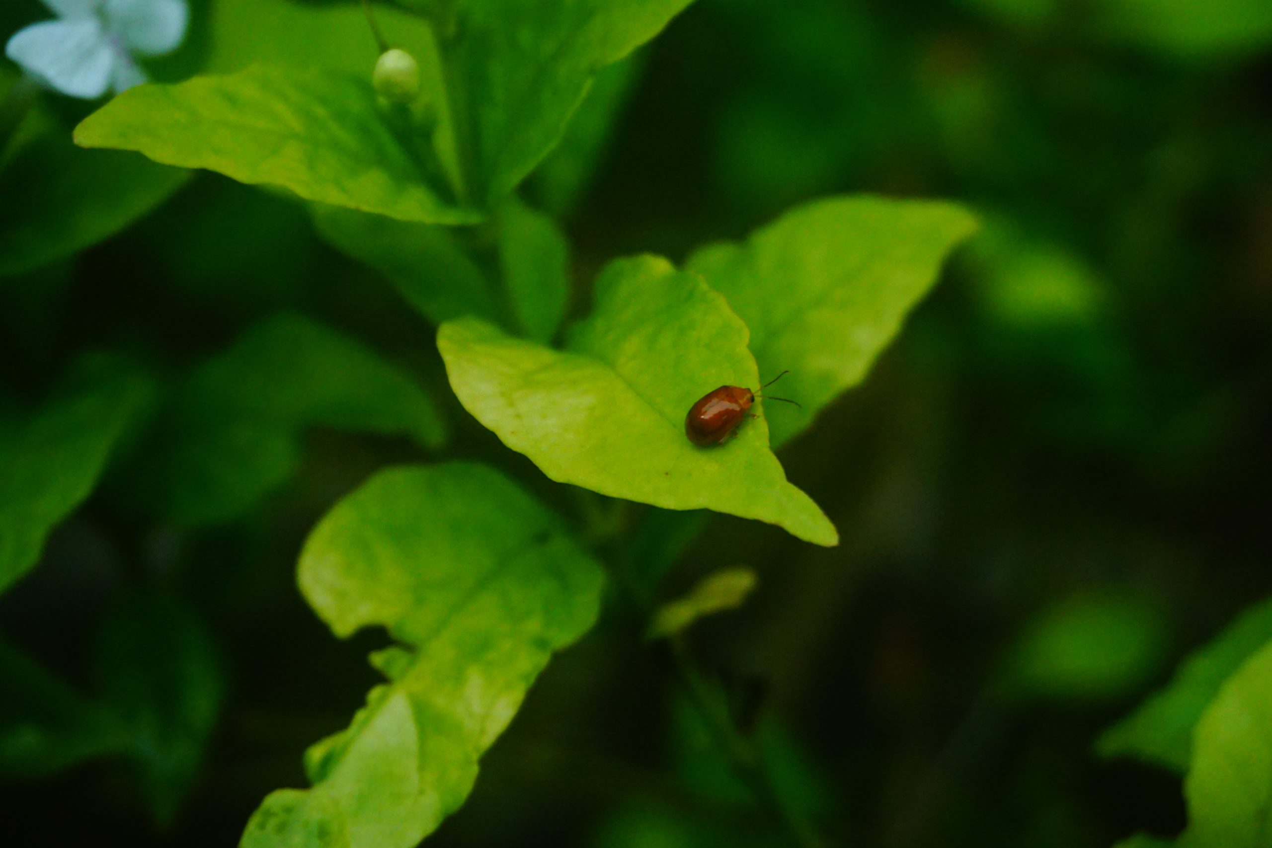 a lady bug on leaves