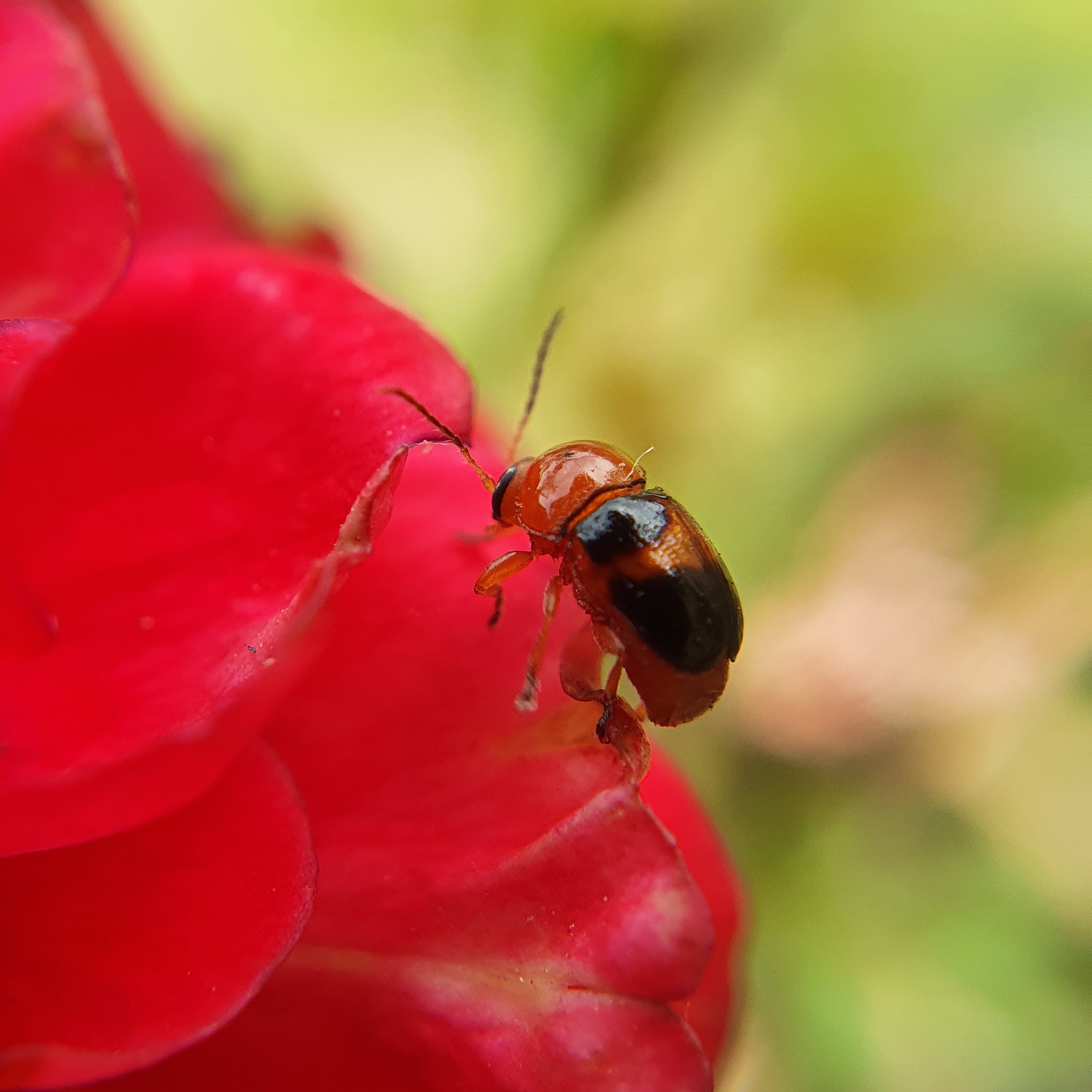 Lady bug on flower