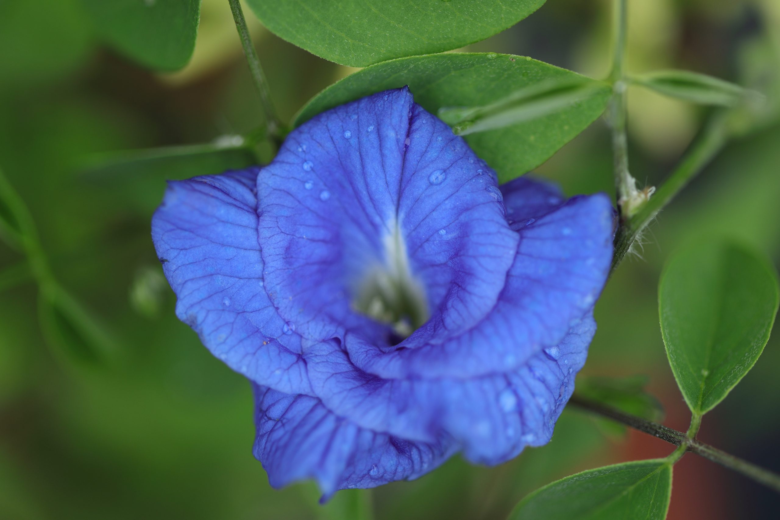 Blue Flower on Focus