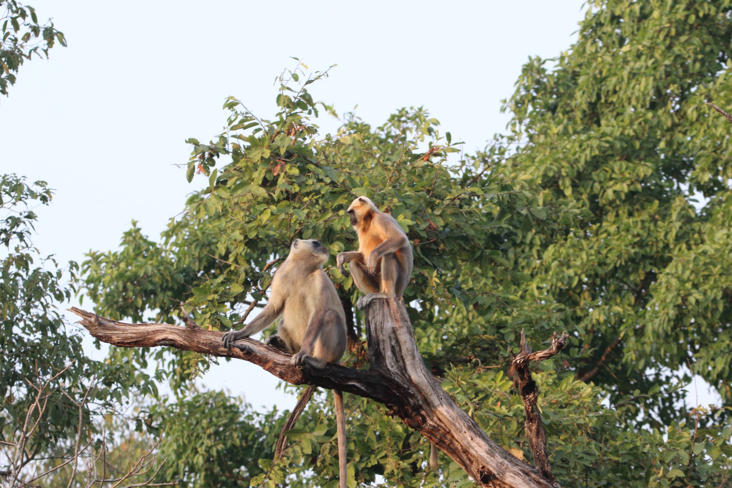 Langurs in the forest