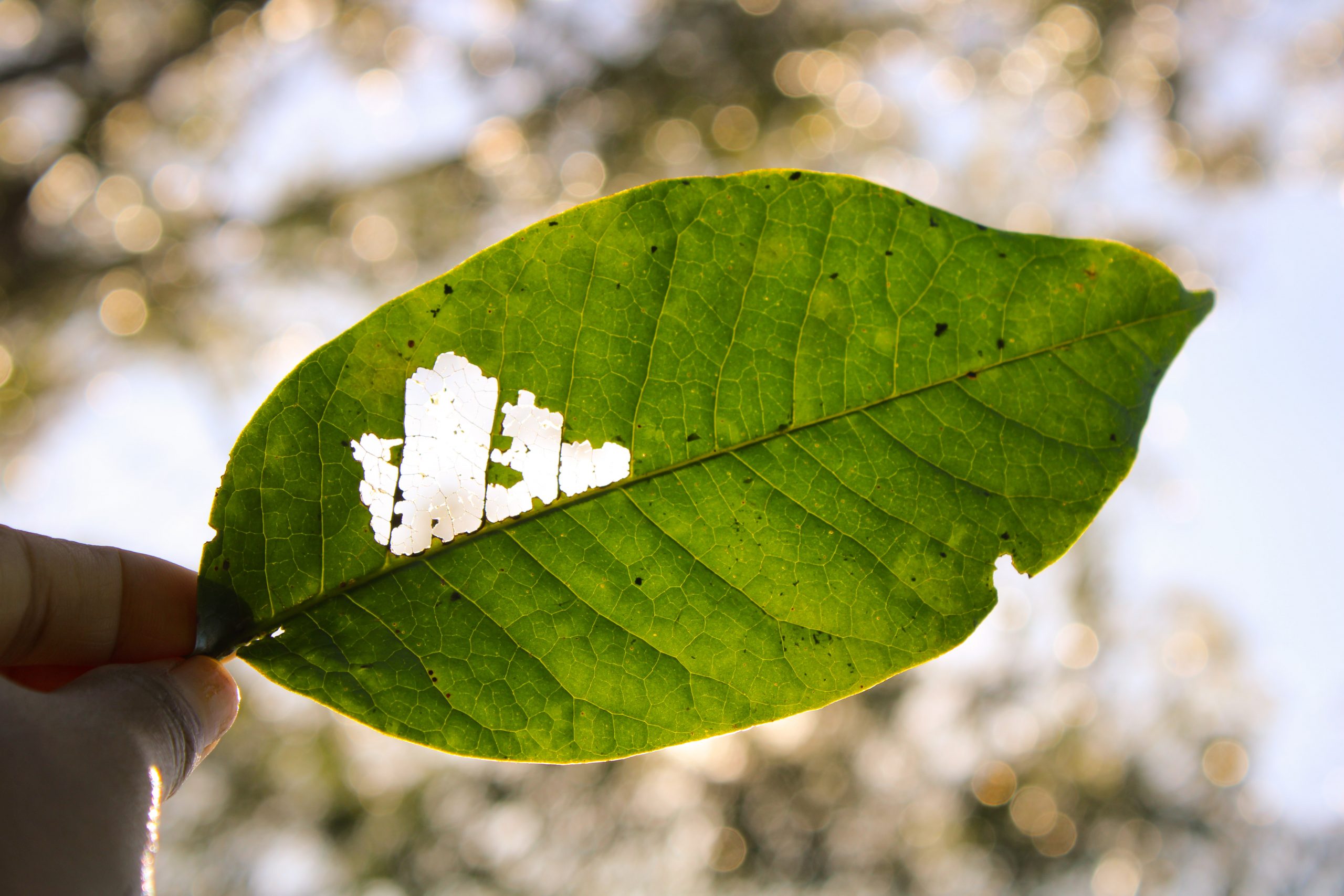 Leaf