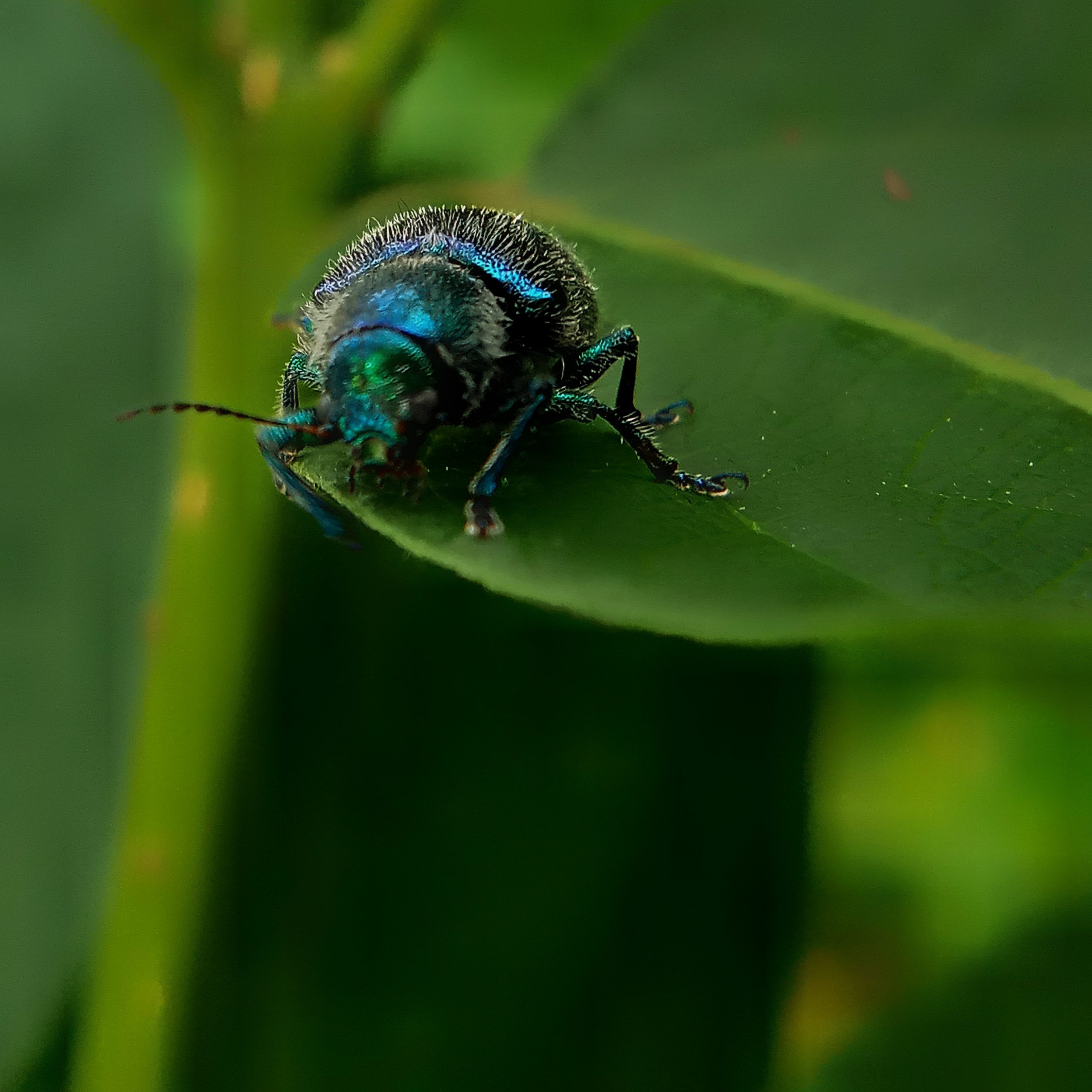 Leaf Beetle on Focus