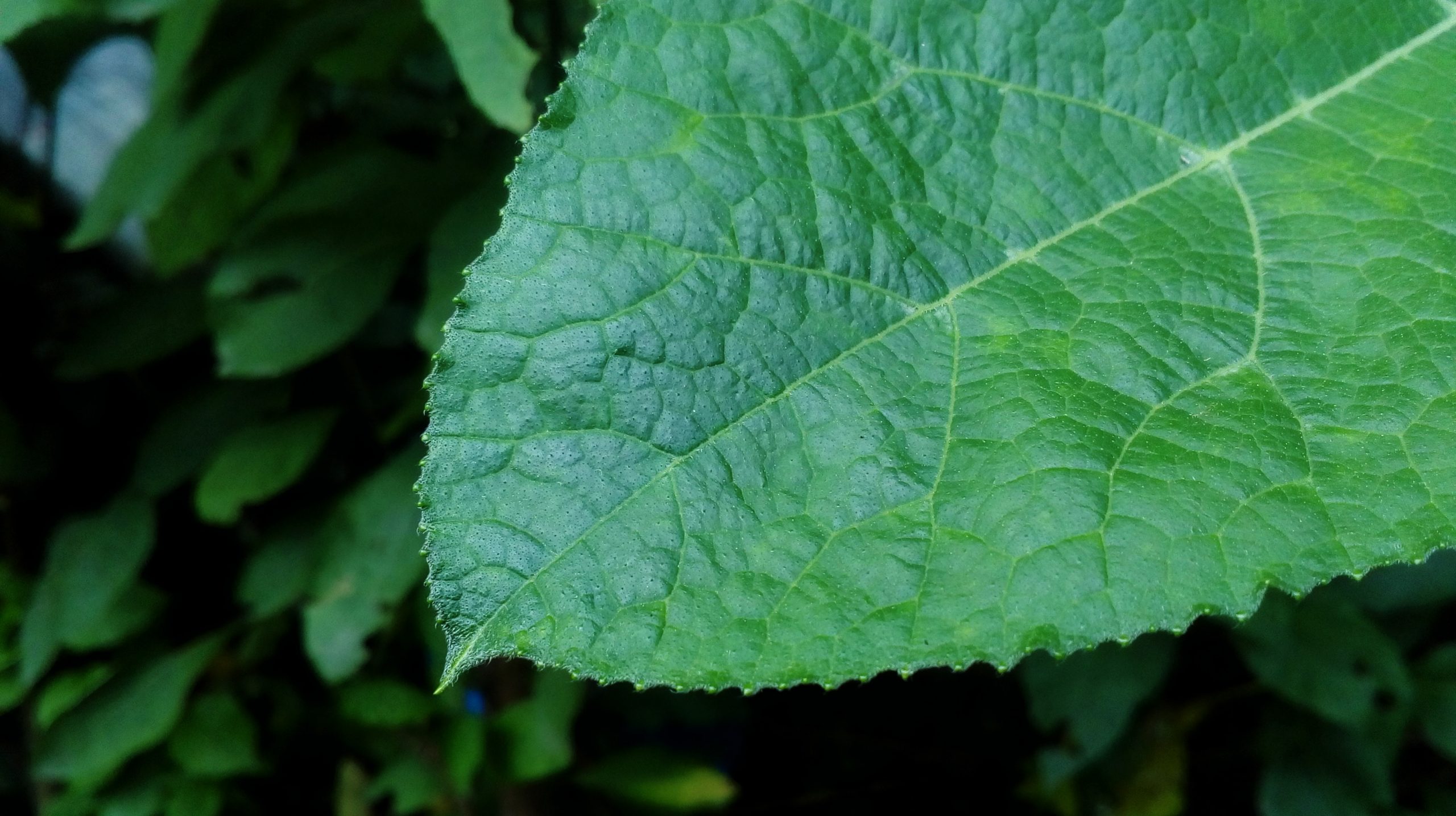 Leaf Close-up