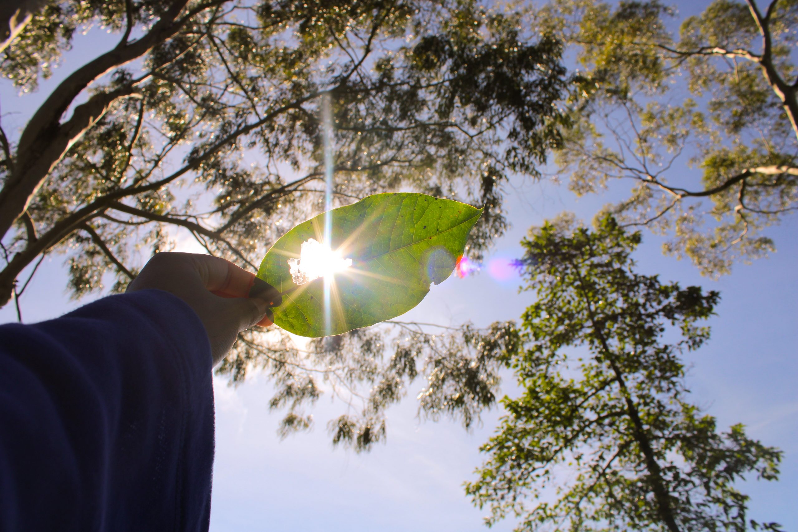 leaf covering the sun