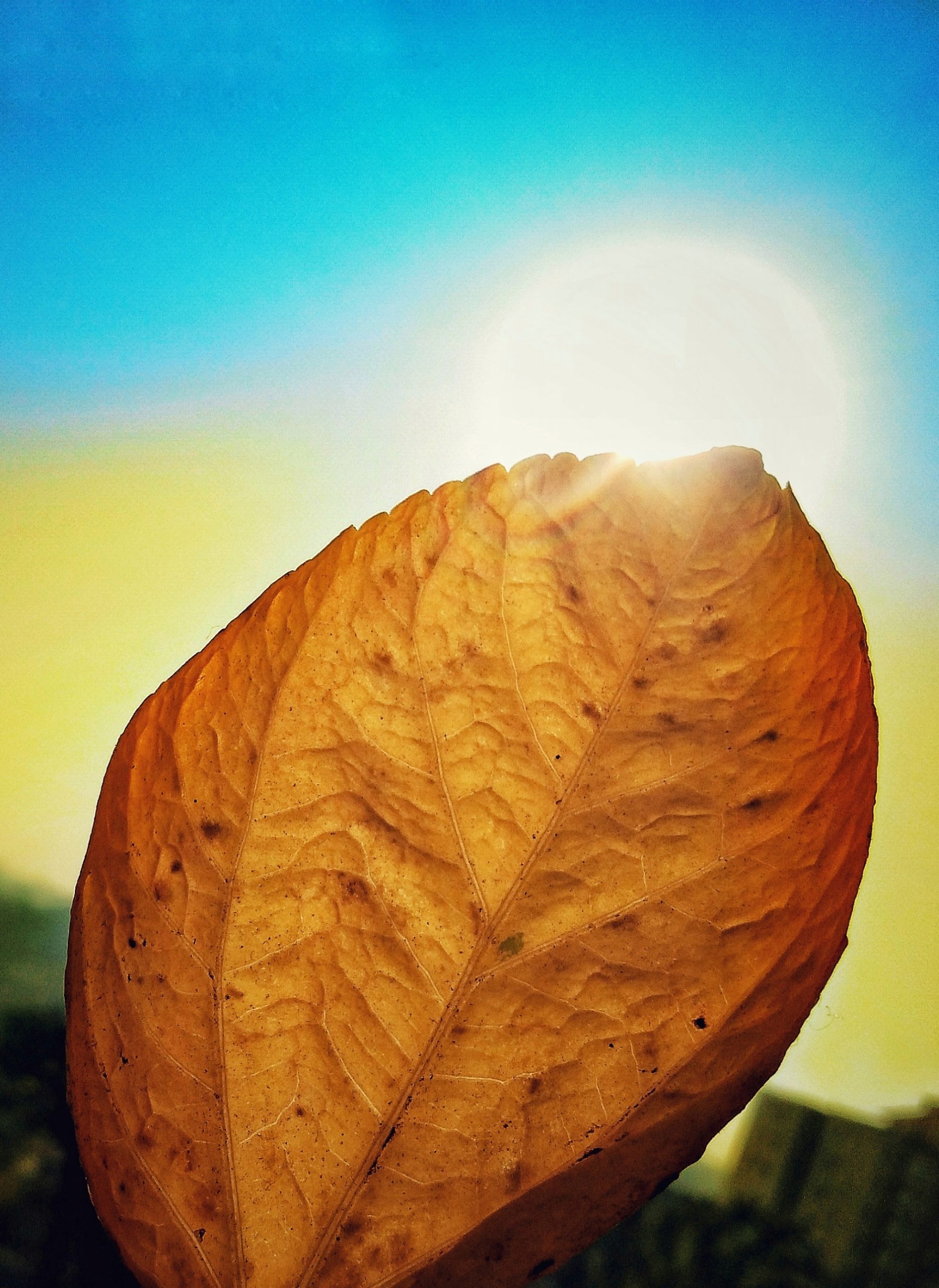 leaf covering the sun