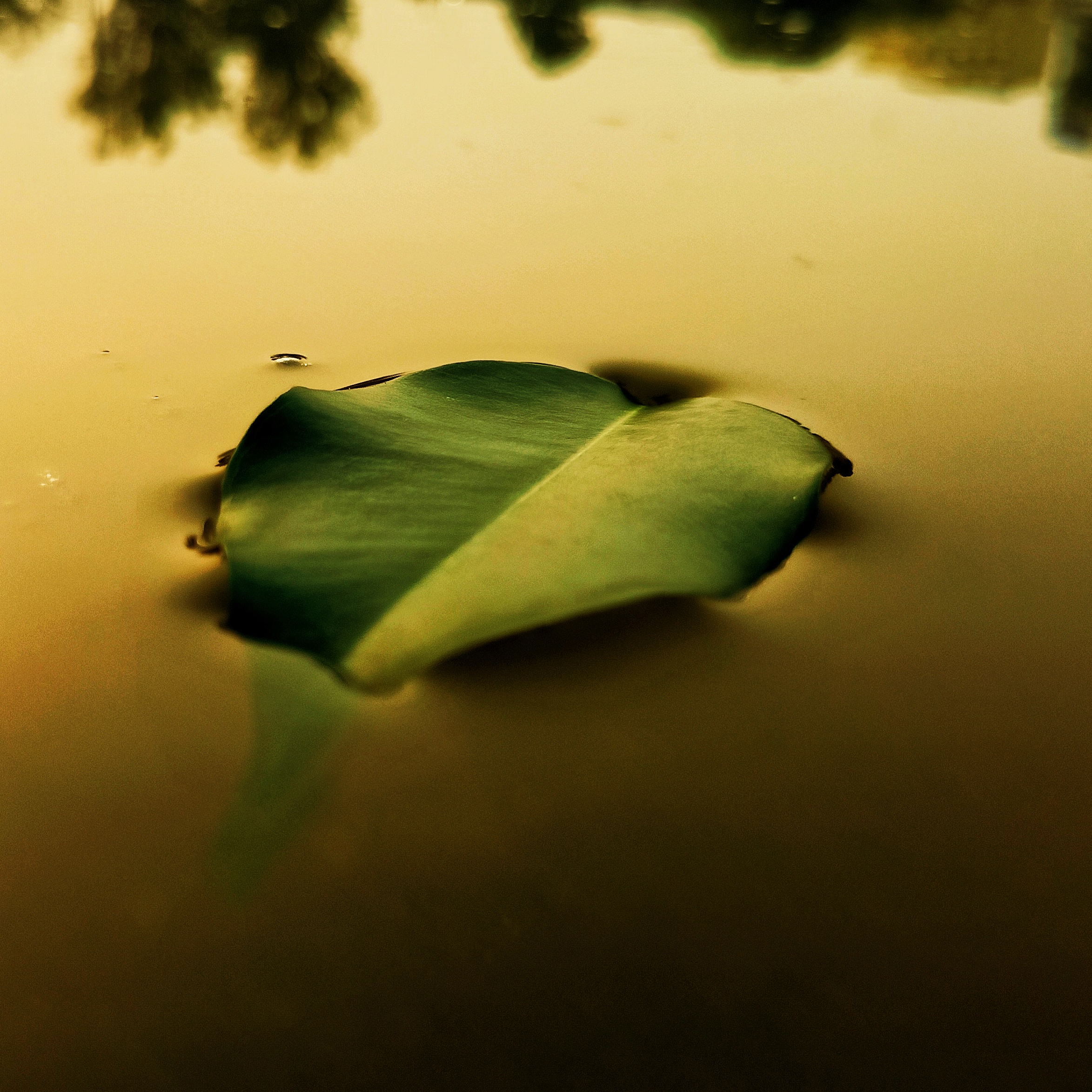 Leaf wallowing in the water