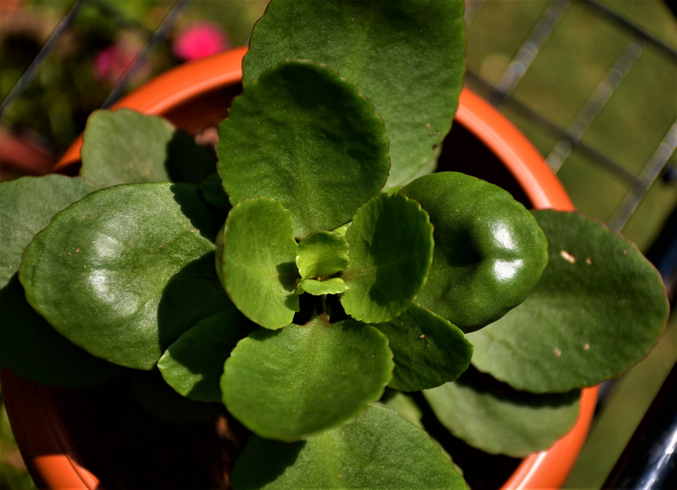 Leaves of Kalanchoe plant