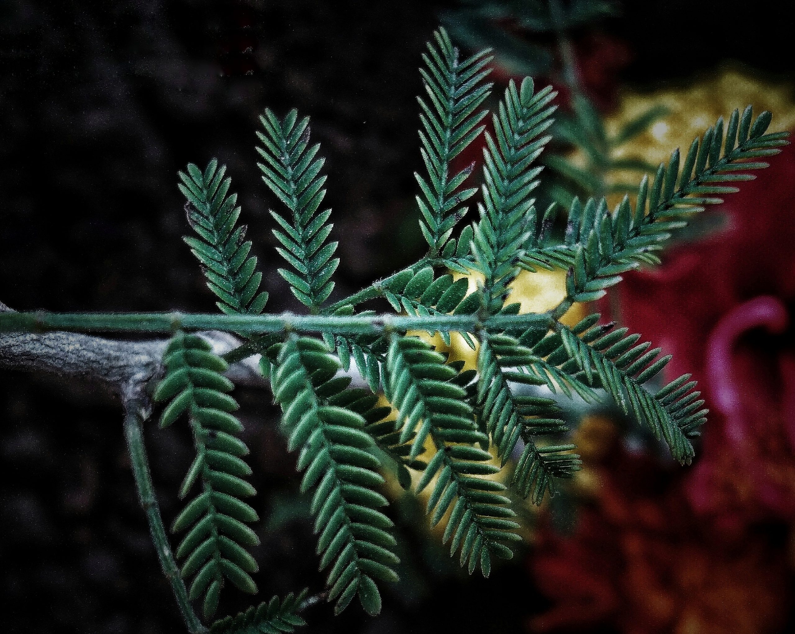 Leaves of a plant