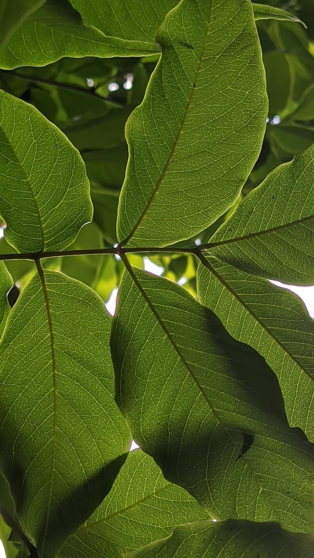 Leaves of a plant