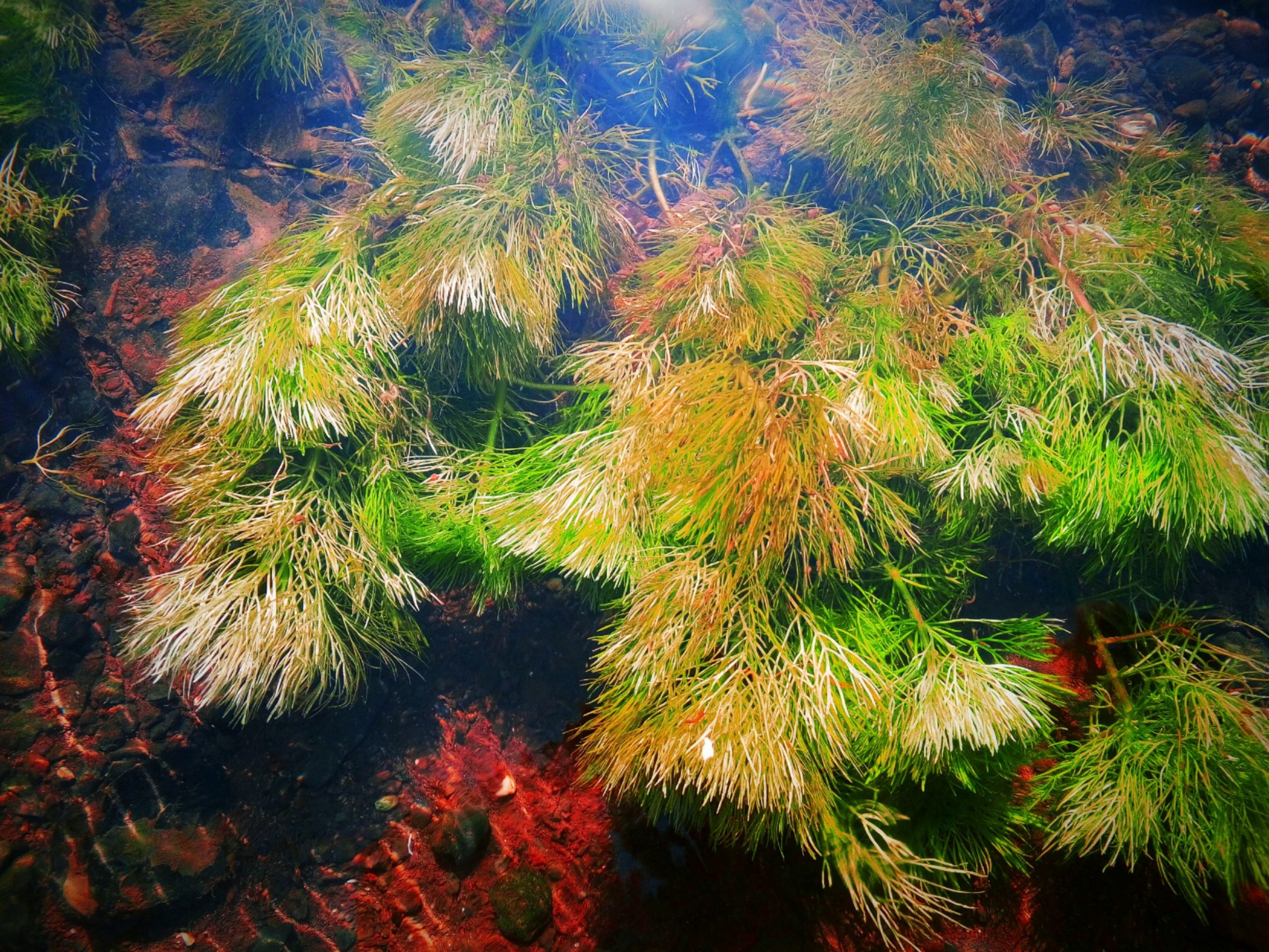 Leaves of a plant