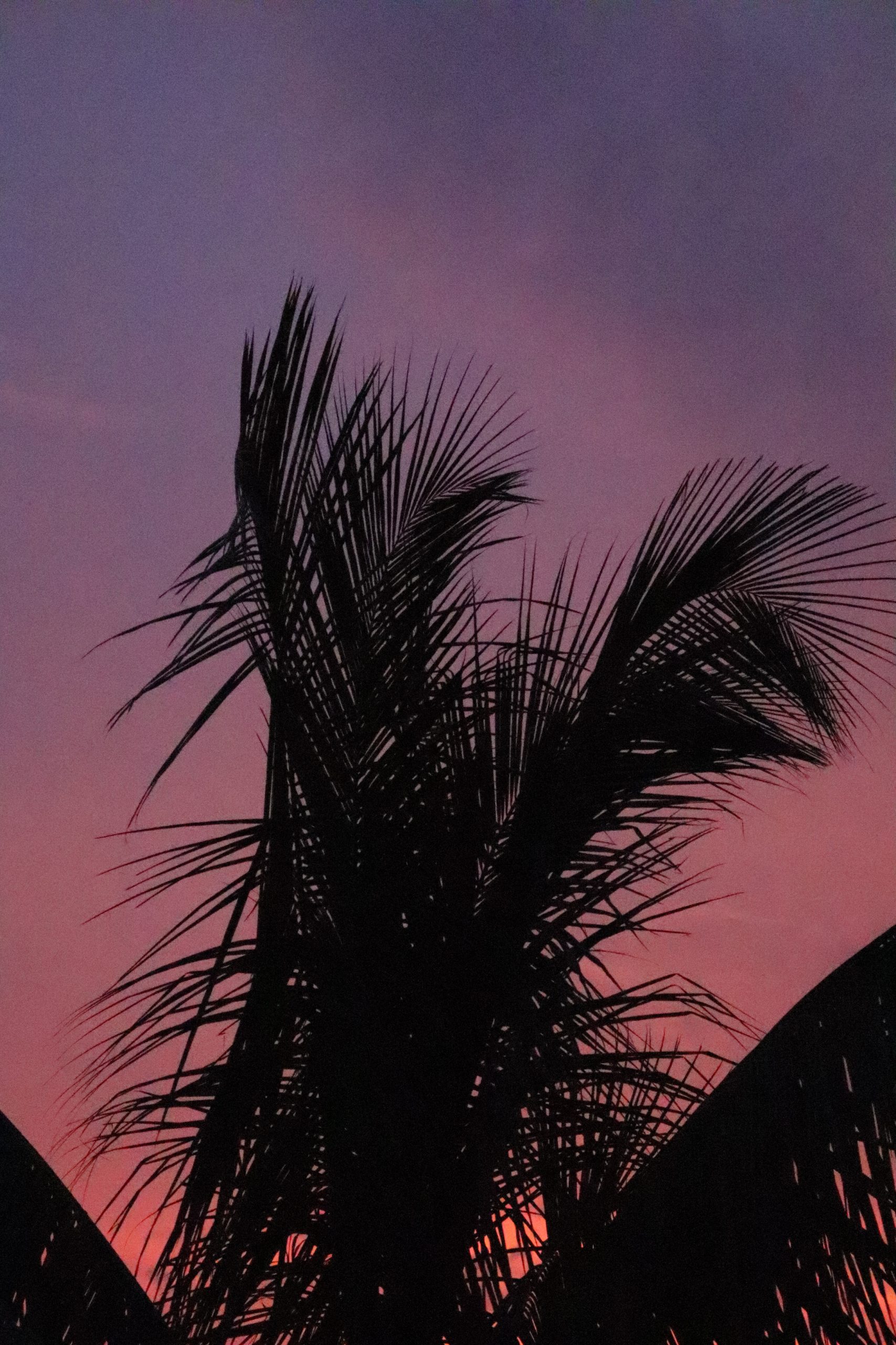 Leaves of palm trees during sunset