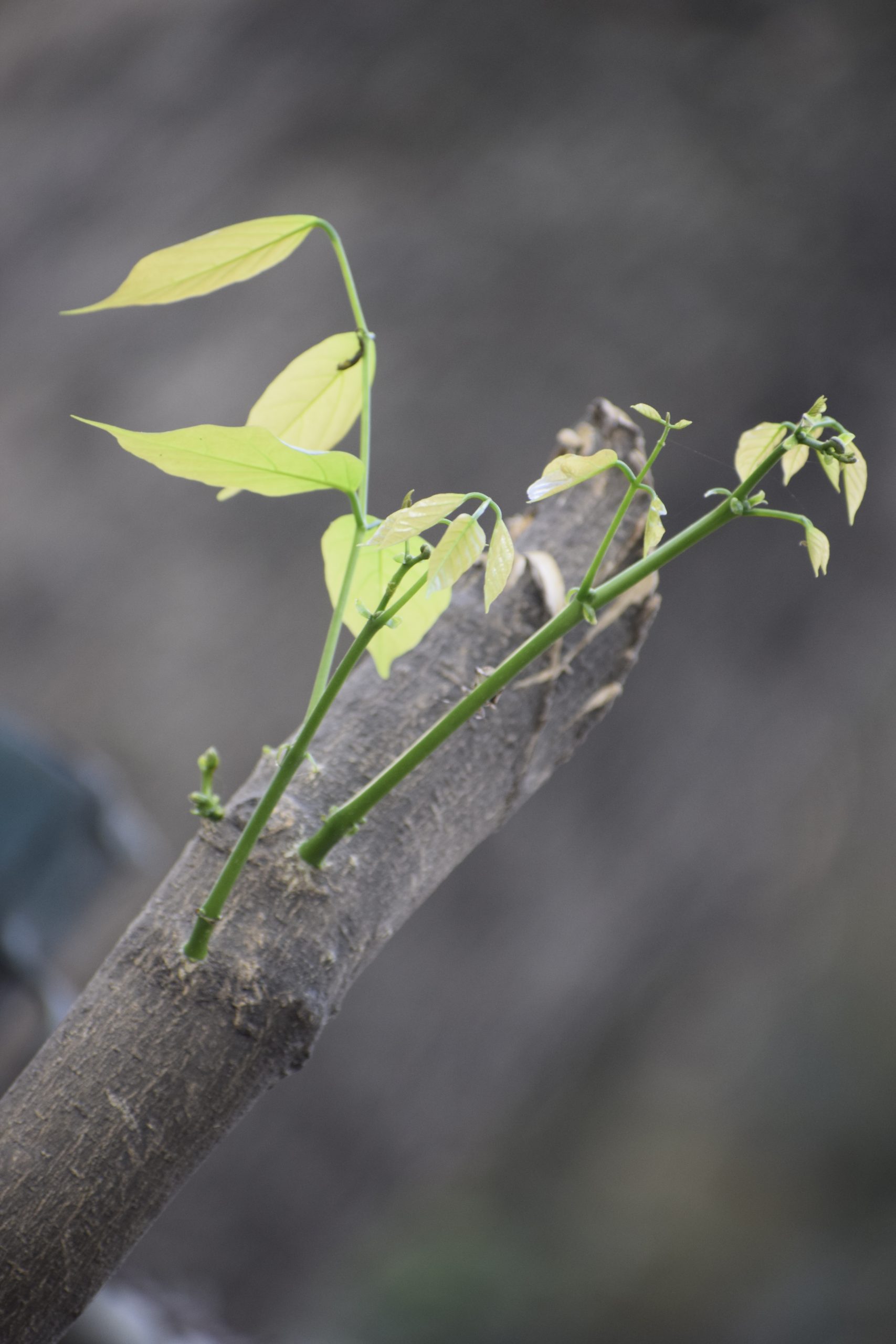 Leaves on the Branch