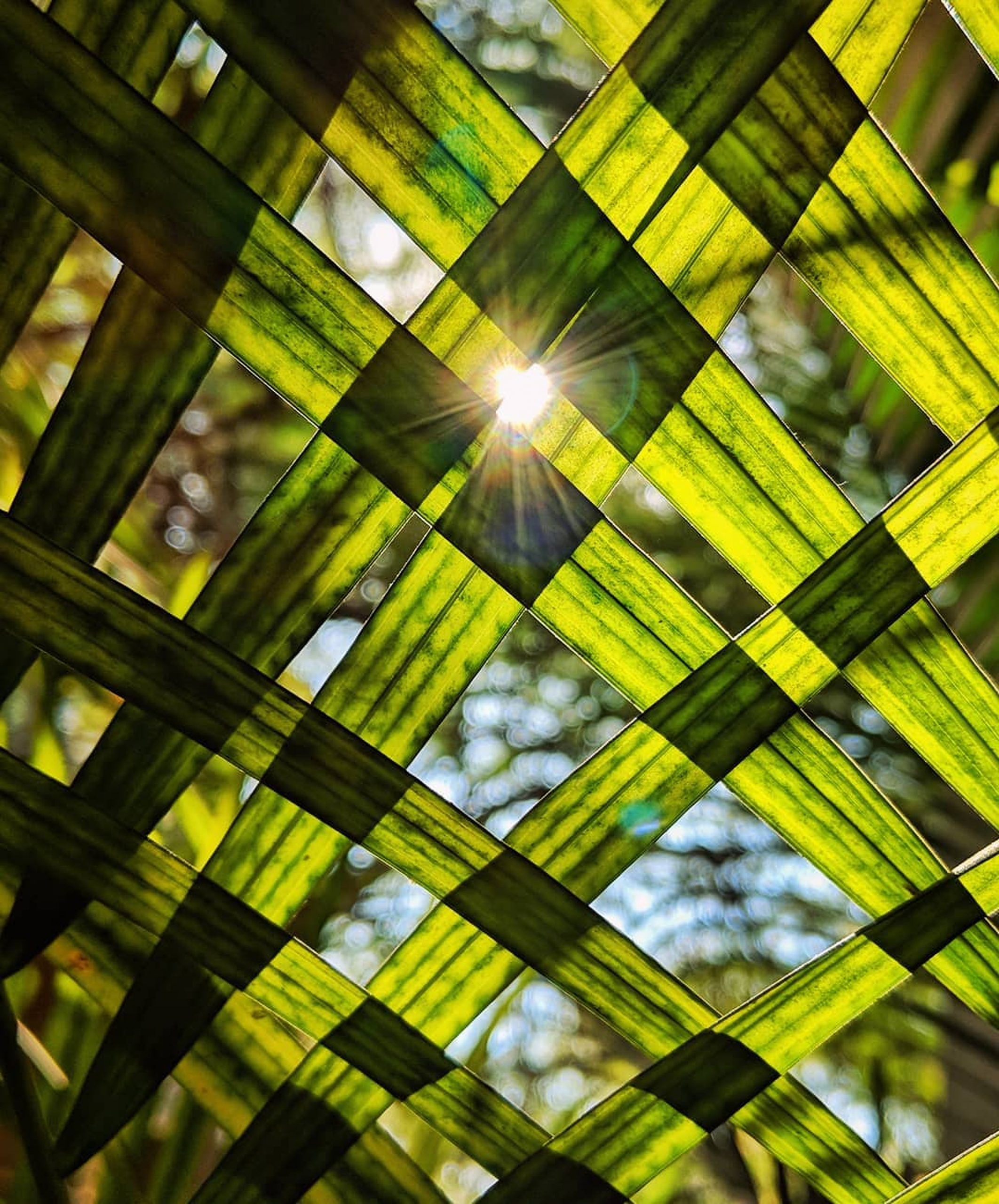 sun shining from behind leaves