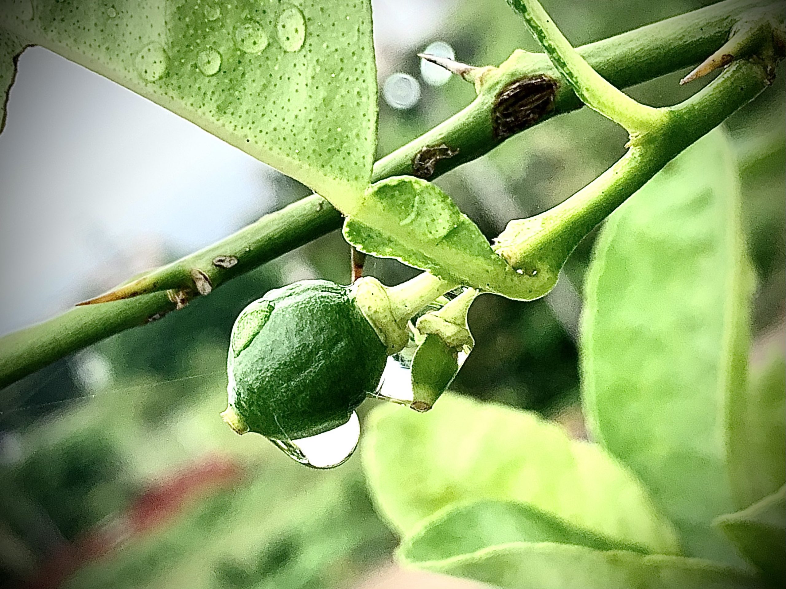 Lemon Bud with Drops