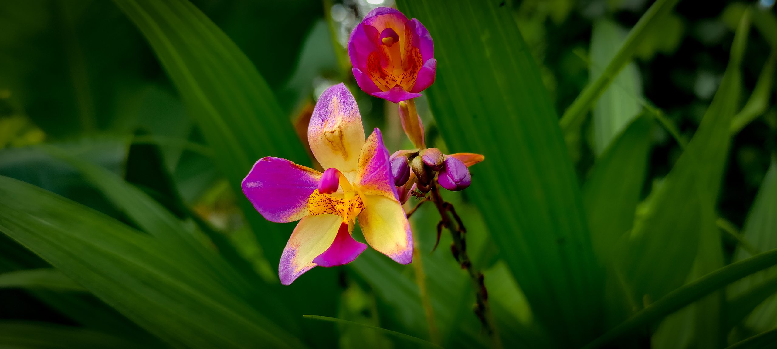 Beautiful flowers