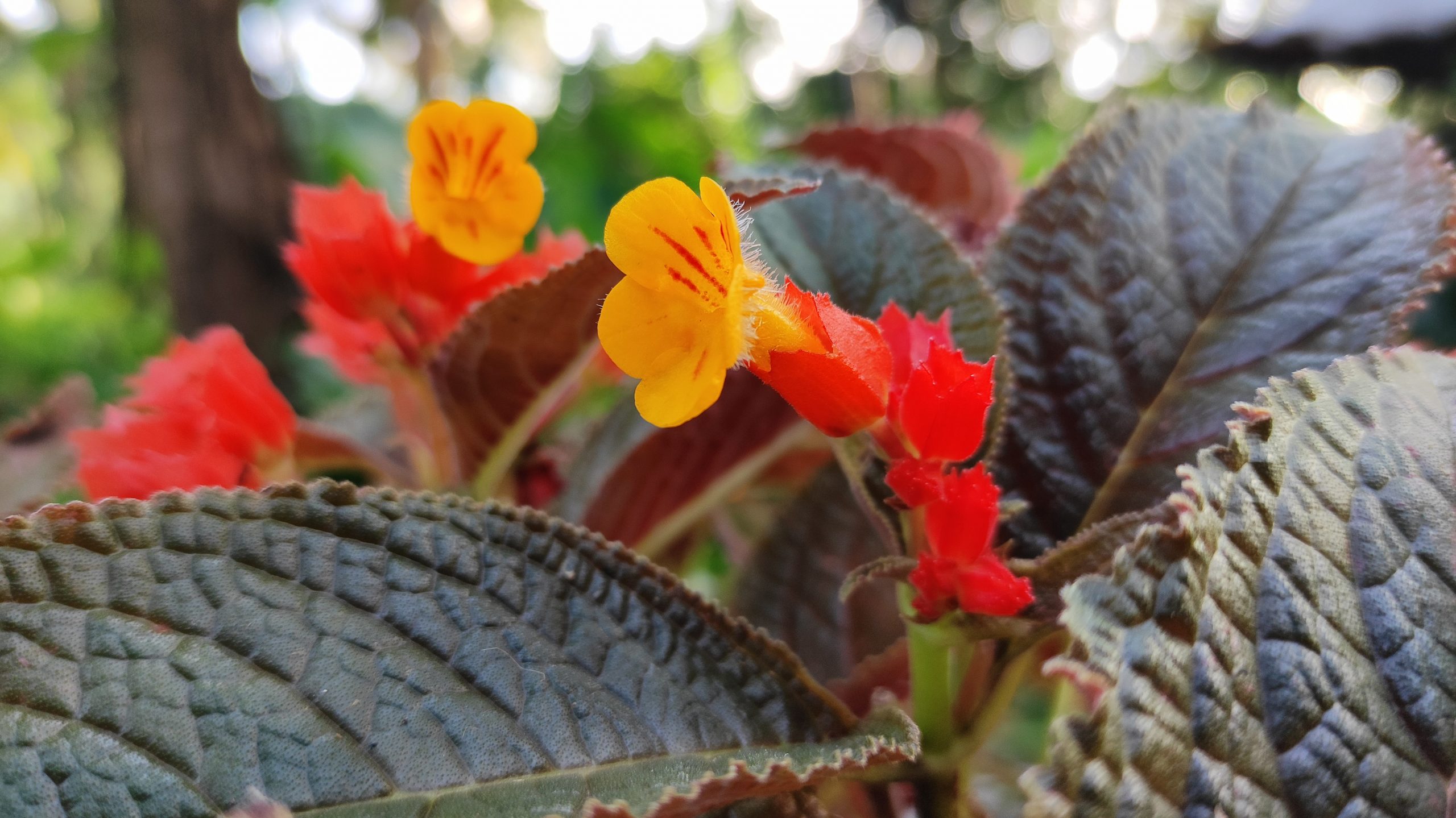 Beautiful orange and yellow flowers