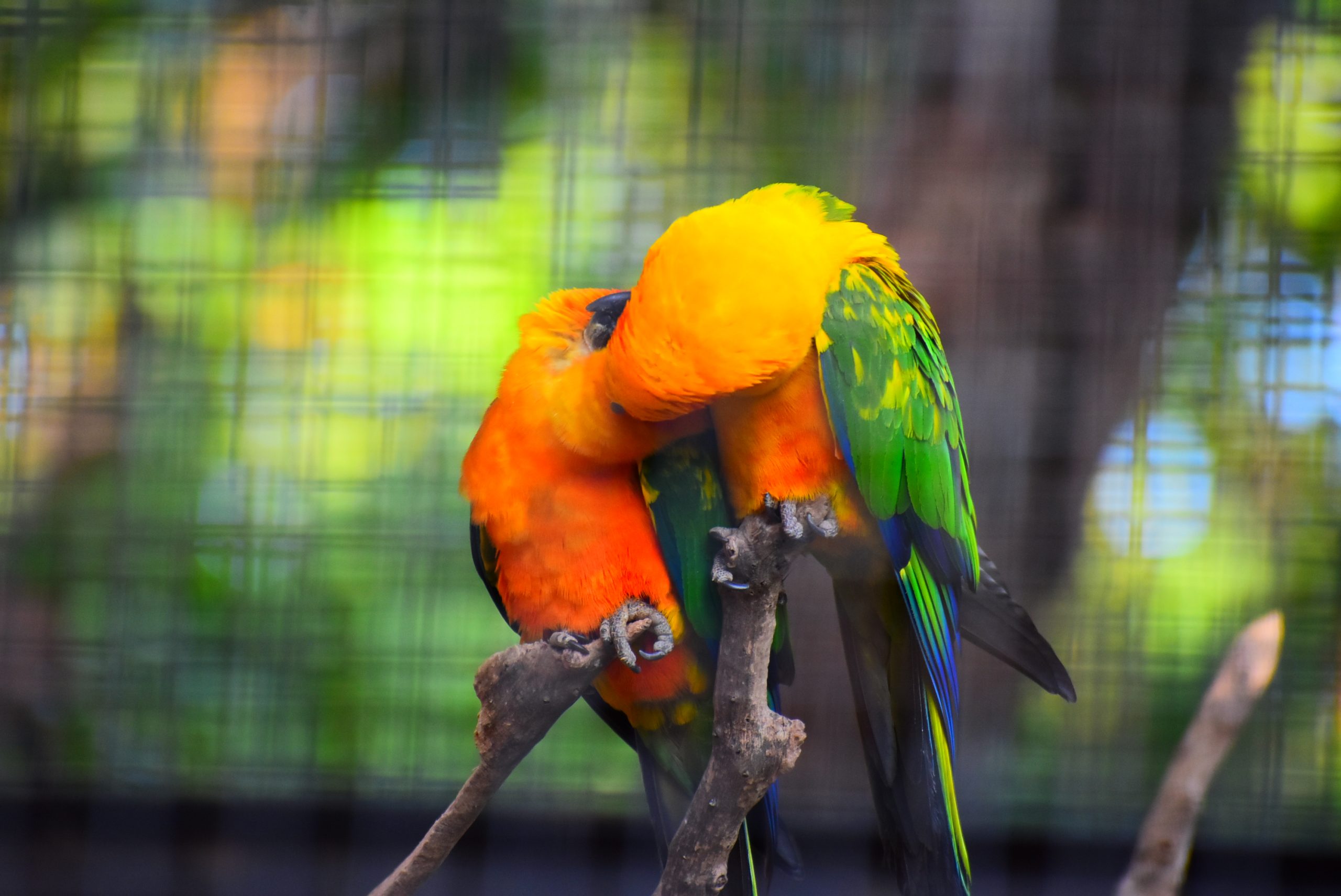 Parrots in love