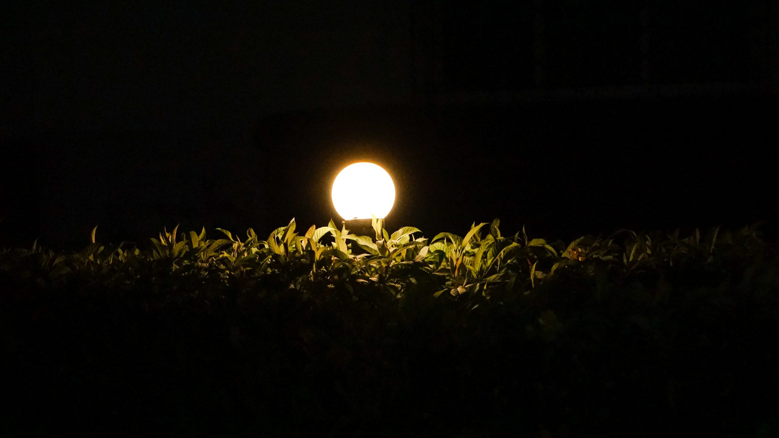 light illuminating the leaves