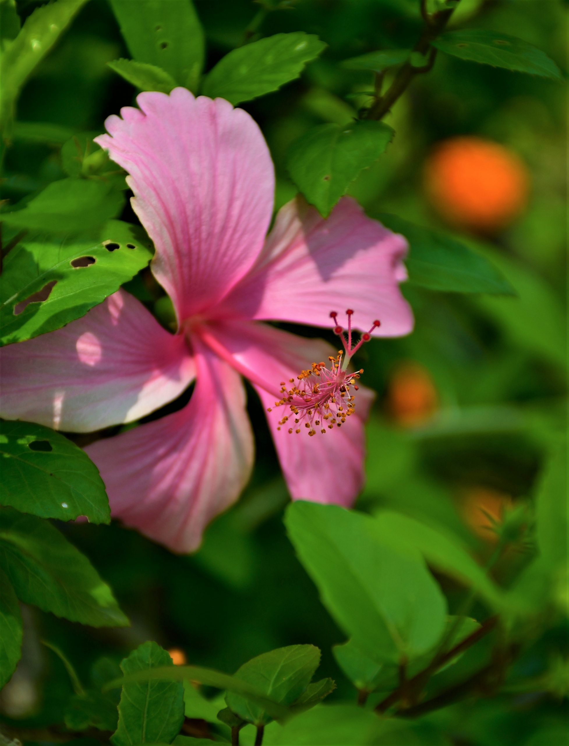 Light Pink Hibiscus Flower