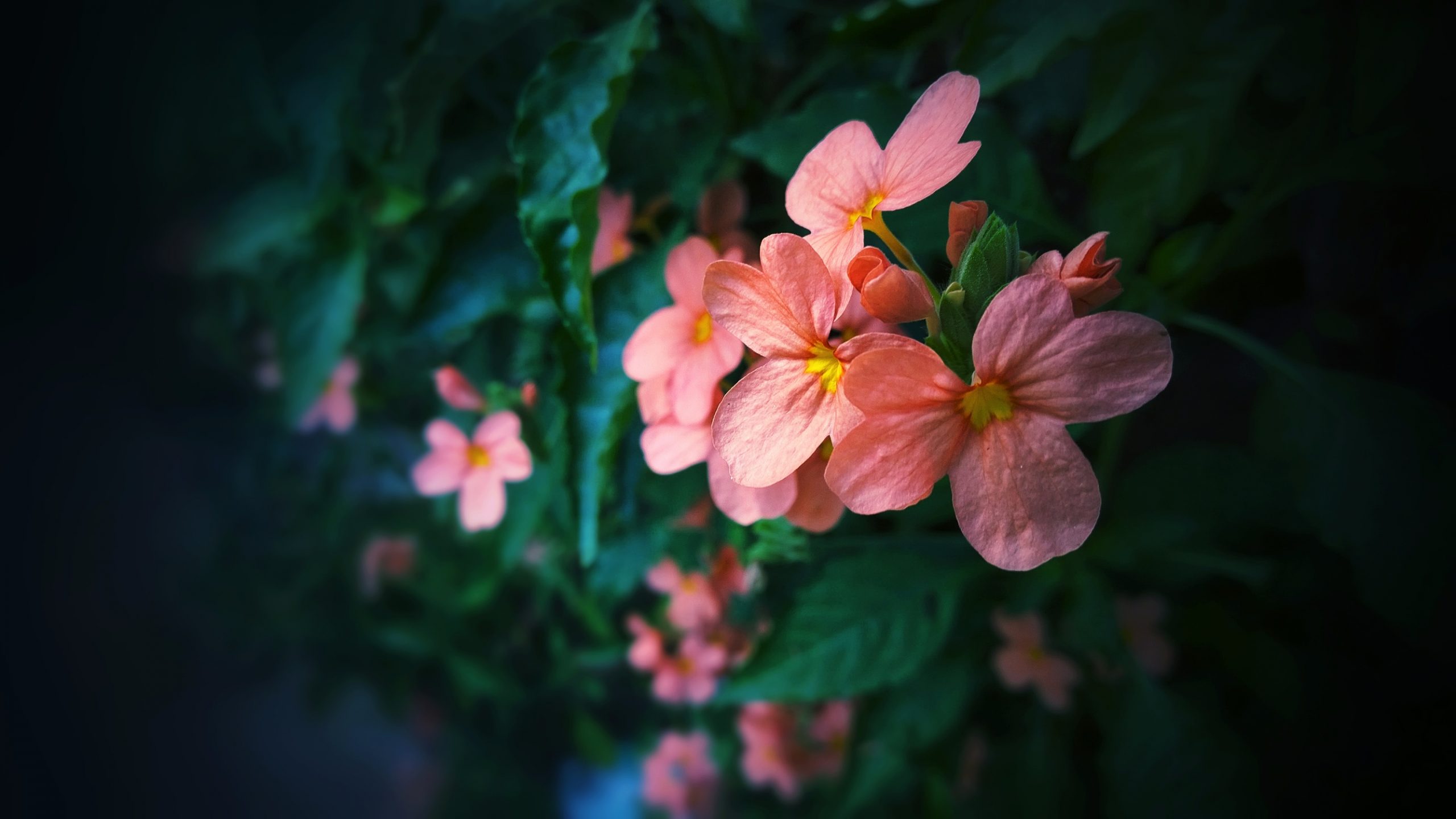 Wild Pink Flowers