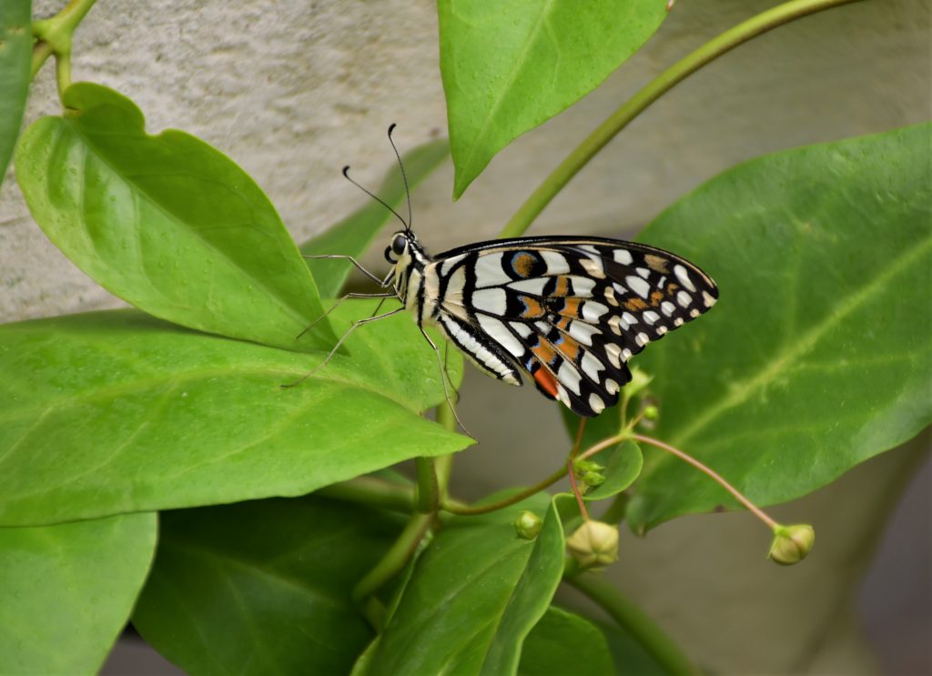 Lime butterfly resting on leaves PixaHive