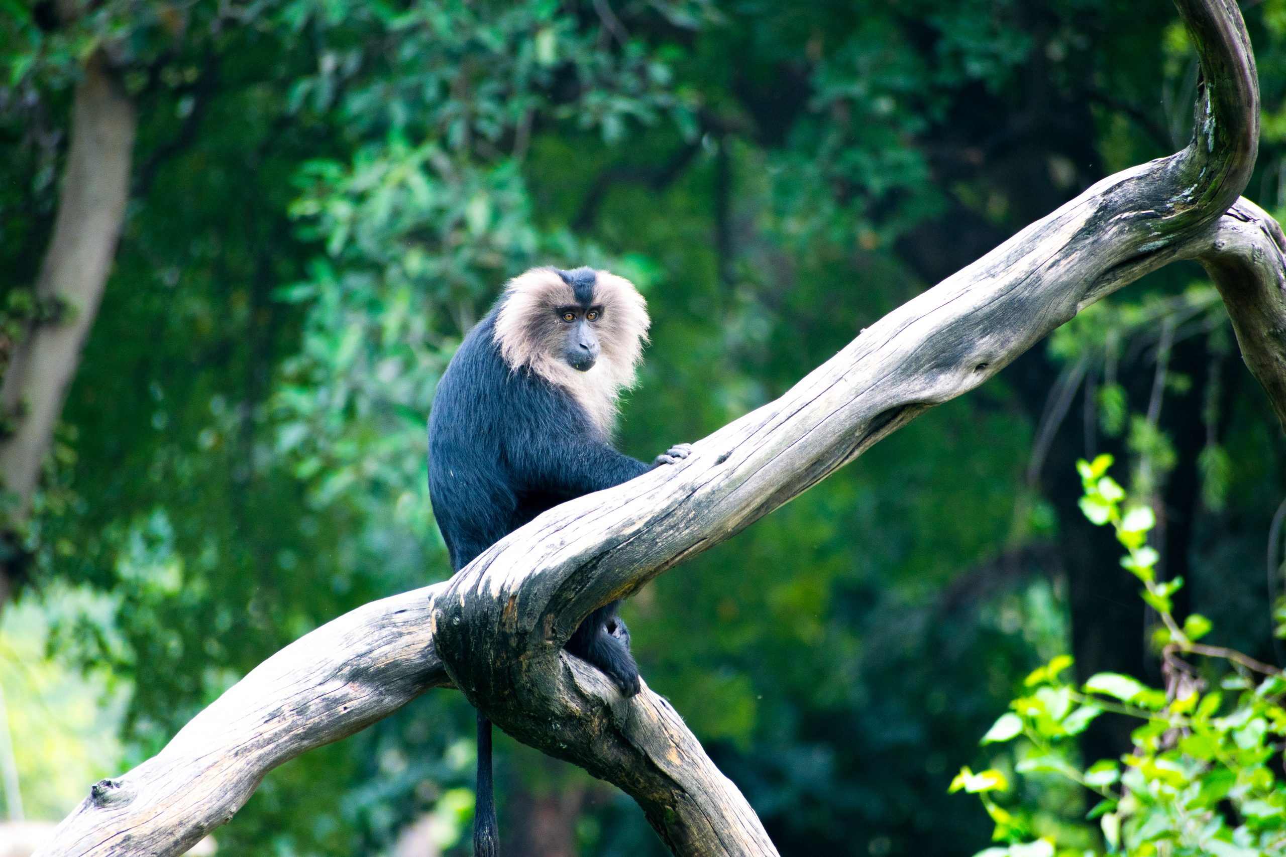 Lion-tailed macaque on Tree