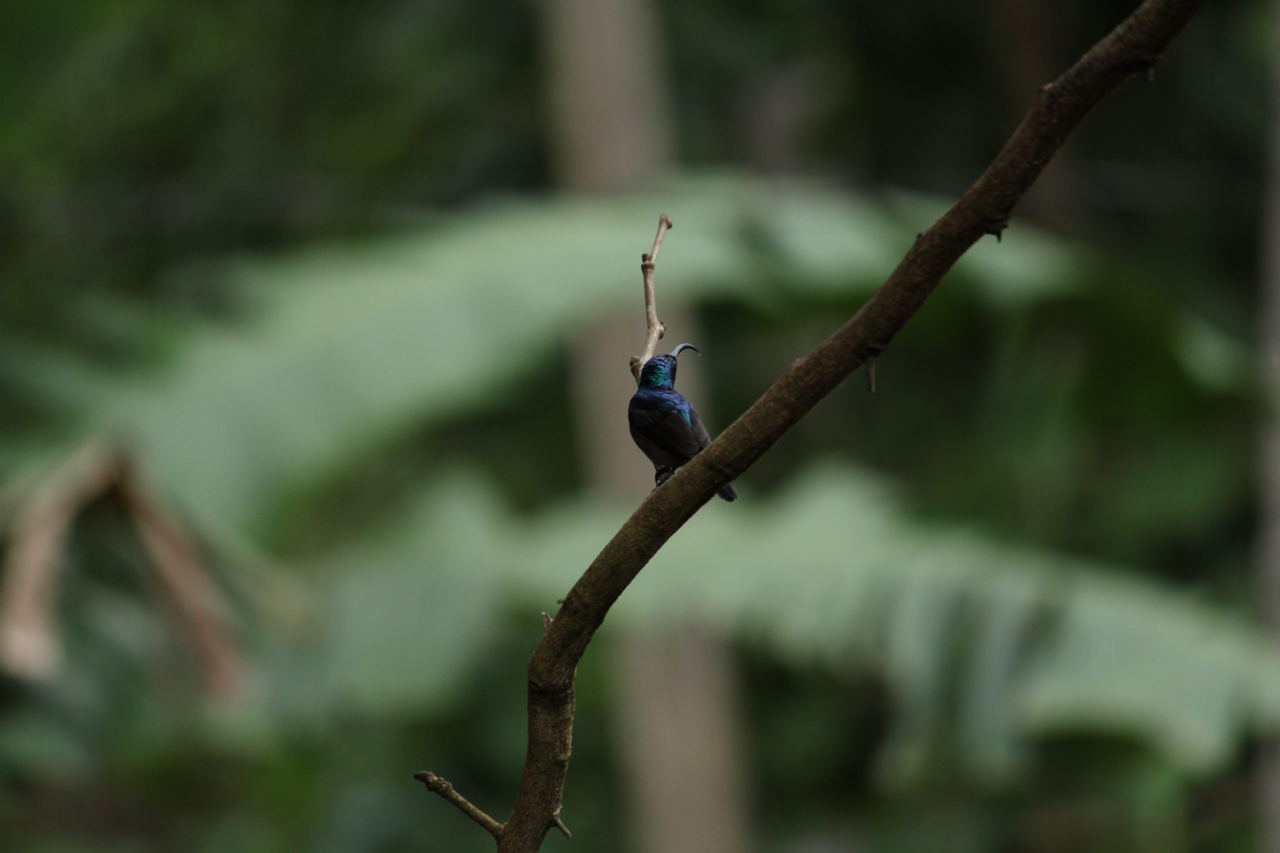 Little Bird on the Branch of Tree on focus