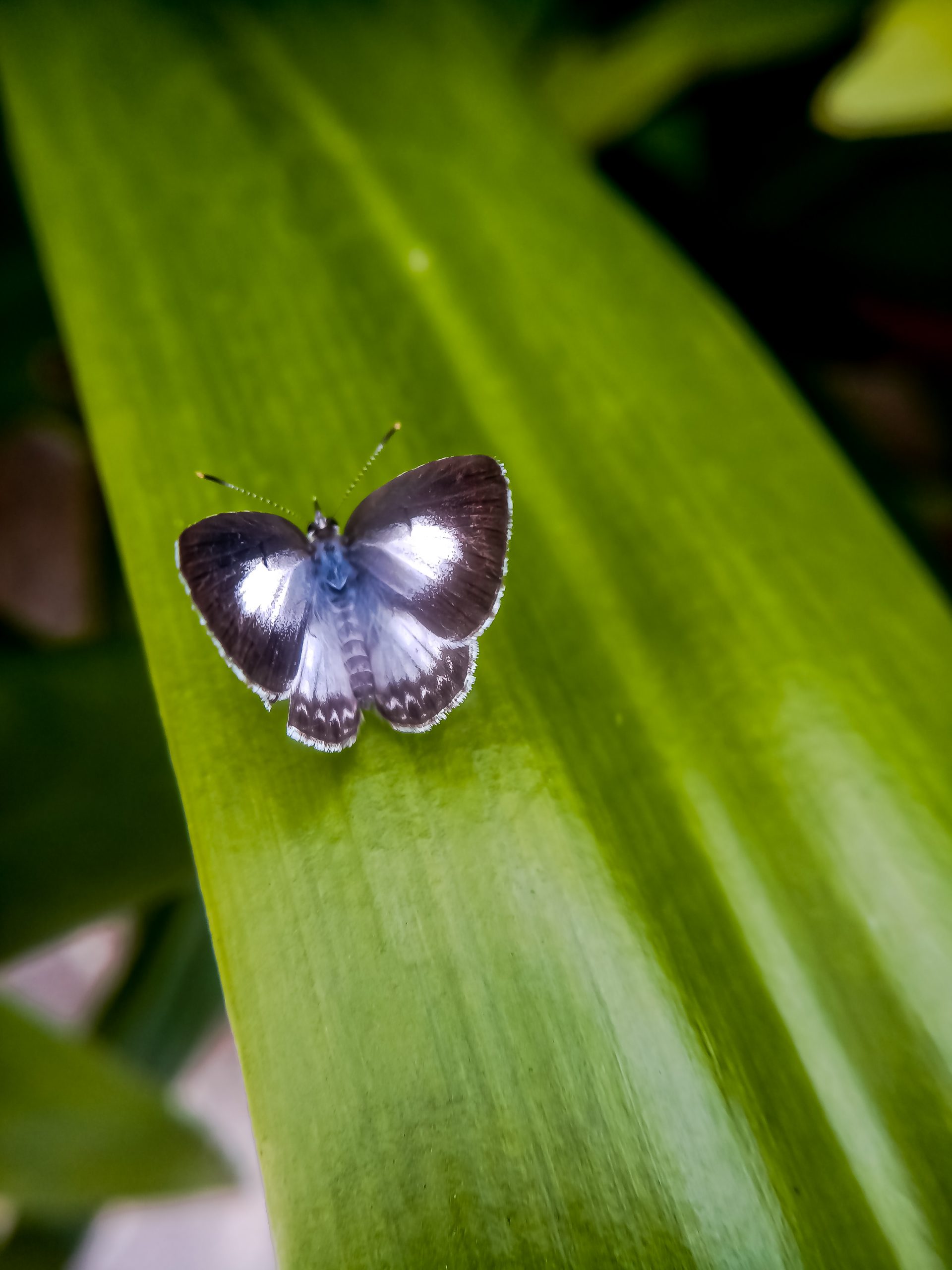 Little Butterfly in the Leaf on Focus